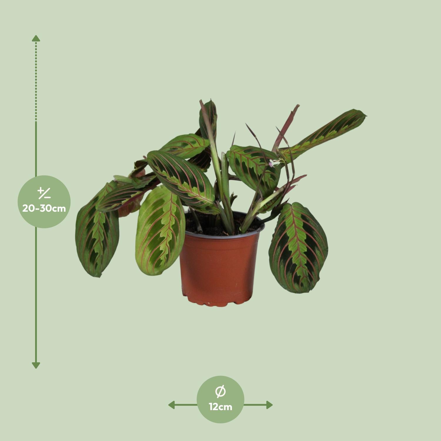 Maranta Leuconeura Fascinator (10883)