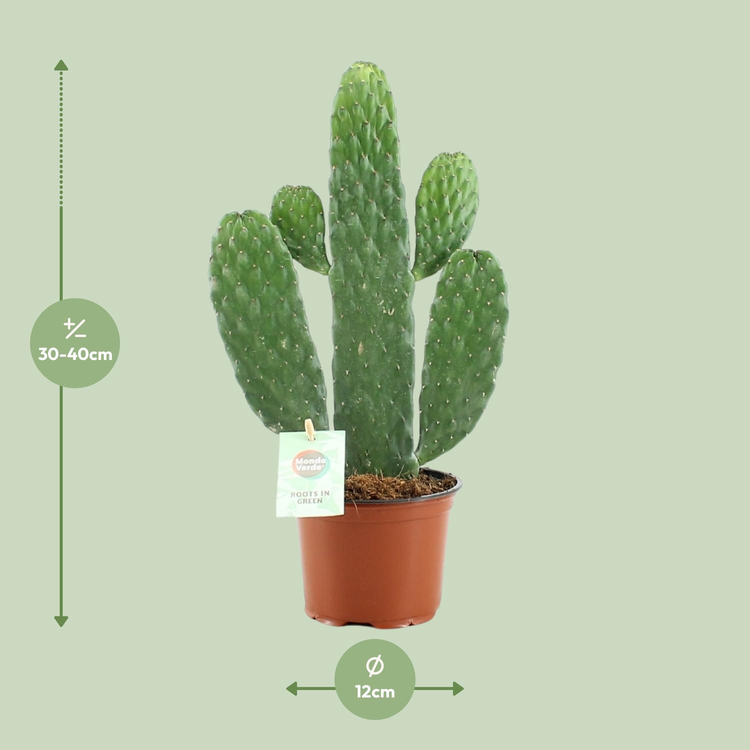 Opuntia Rubescens Consolea (20673)