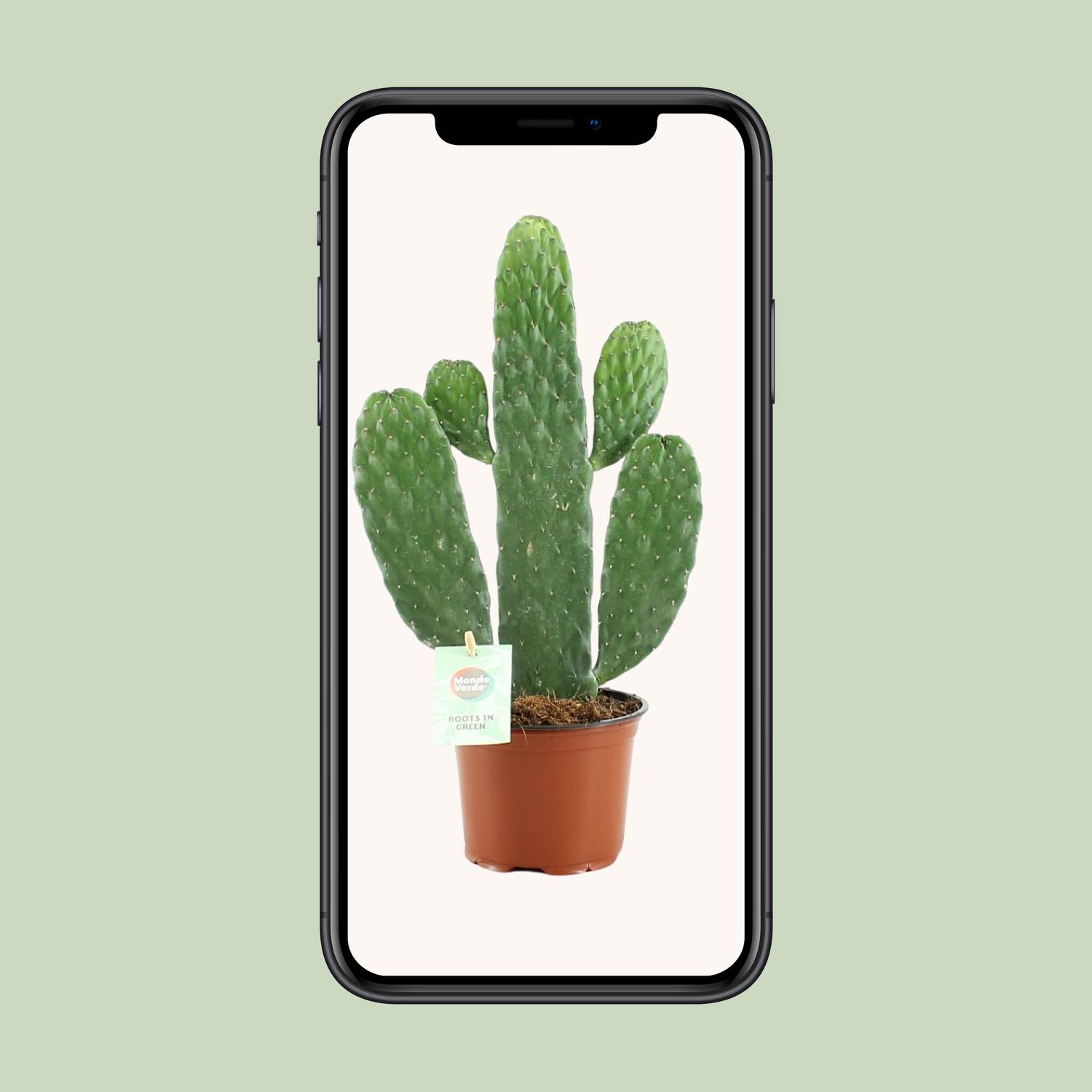 Opuntia Rubescens Consolea (20673)
