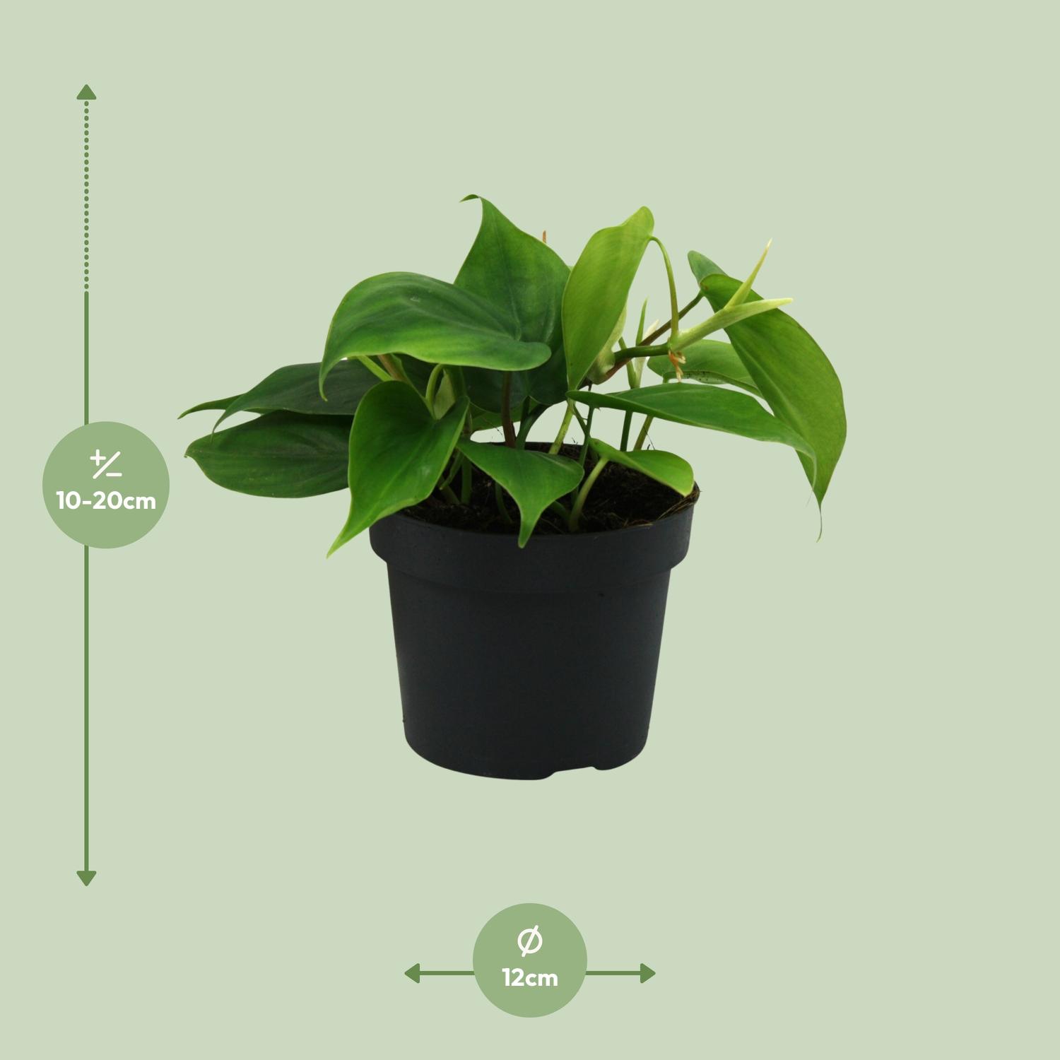 Philodendron Scandens (12458)