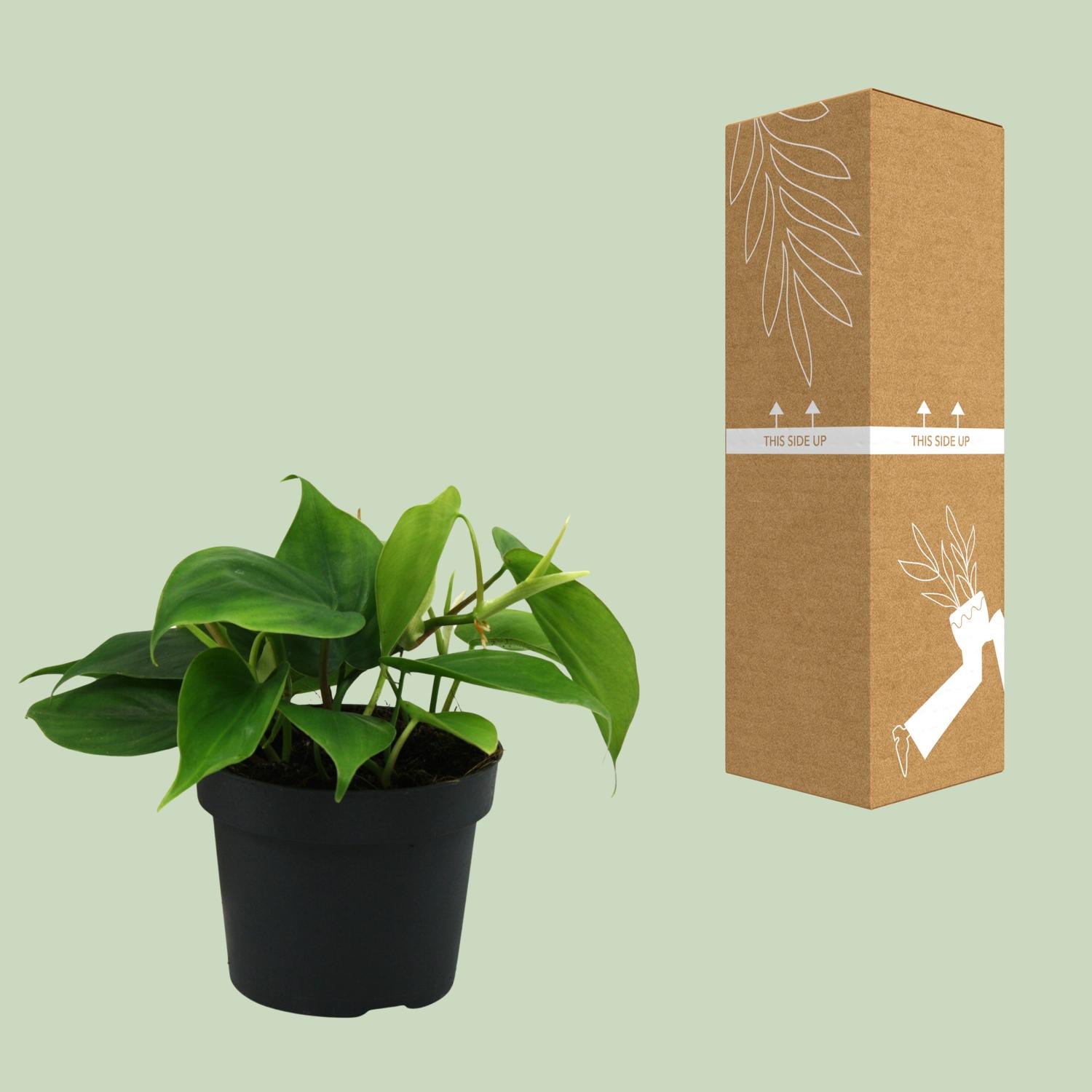 Philodendron Scandens (12458)