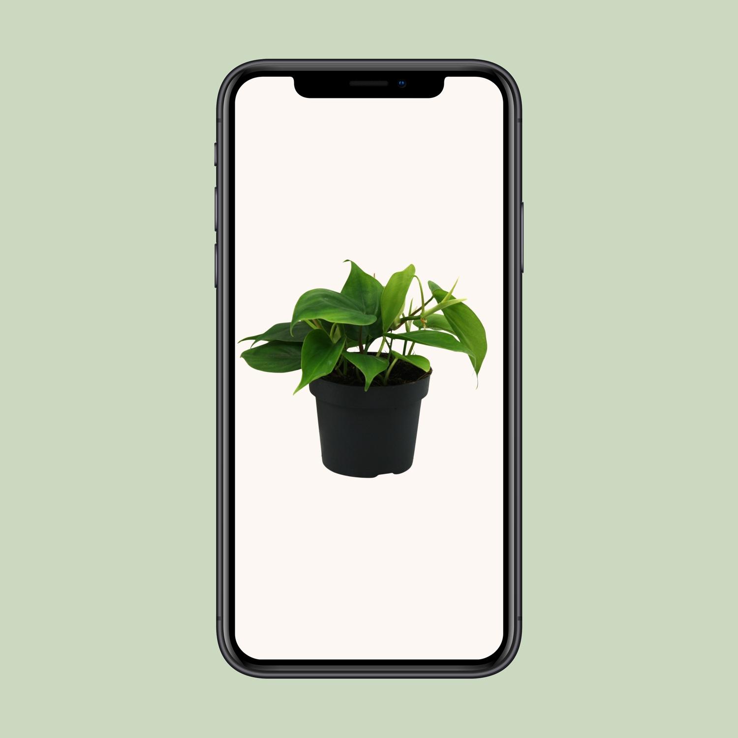 Philodendron Scandens (12458)