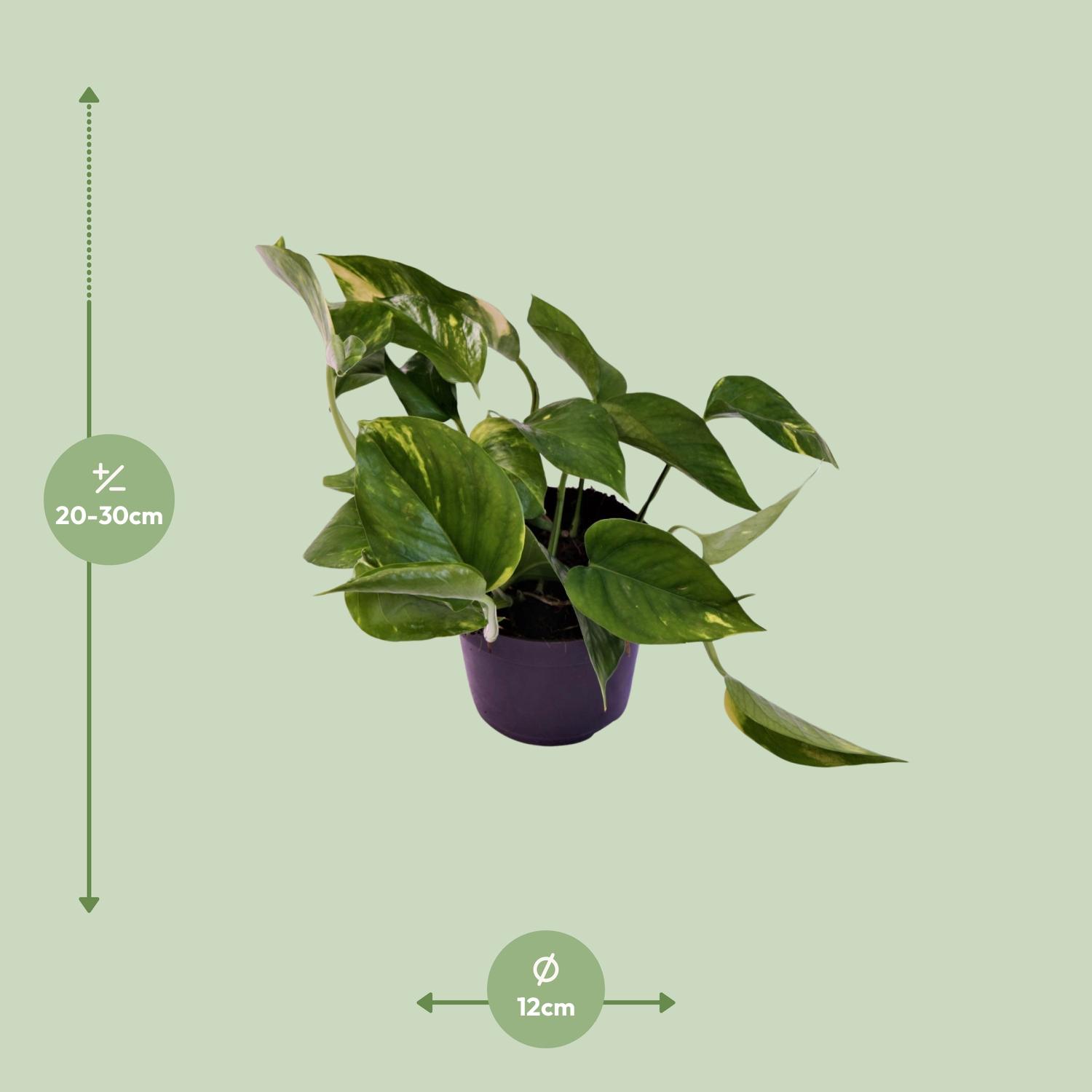 Scindapsus (Epipremnum) Aureum (12444)