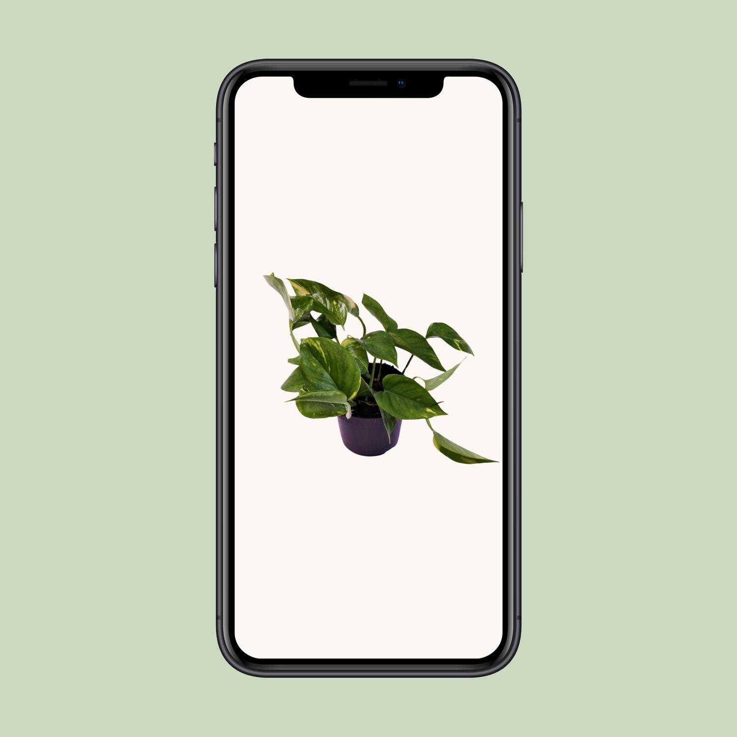 Scindapsus (Epipremnum) Aureum (12444)