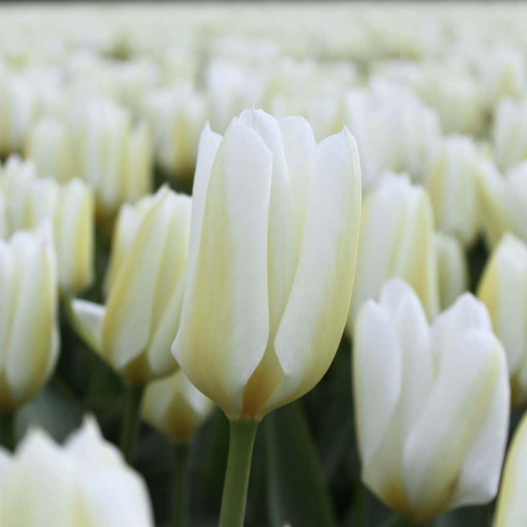Flowerbulbs amsterdam Purissima - 15 bloembollen - Maat 12+ (8720938490156)