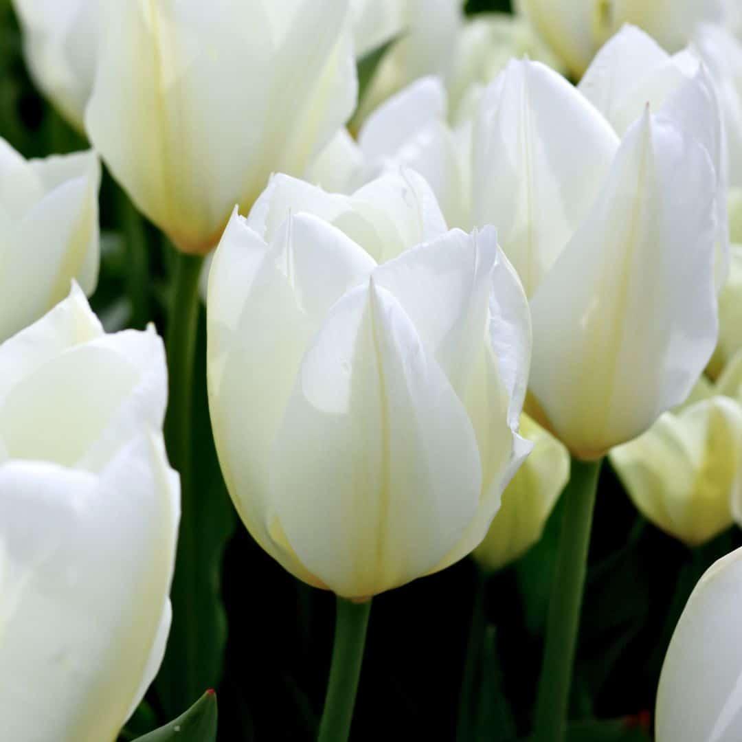 Flowerbulbs amsterdam Purissima - 15 bloembollen - Maat 12+ (8720938490156)