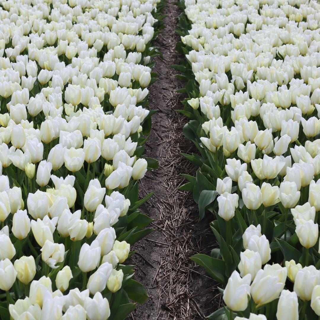 Flowerbulbs amsterdam Purissima - 15 bloembollen - Maat 12+ (8720938490156)