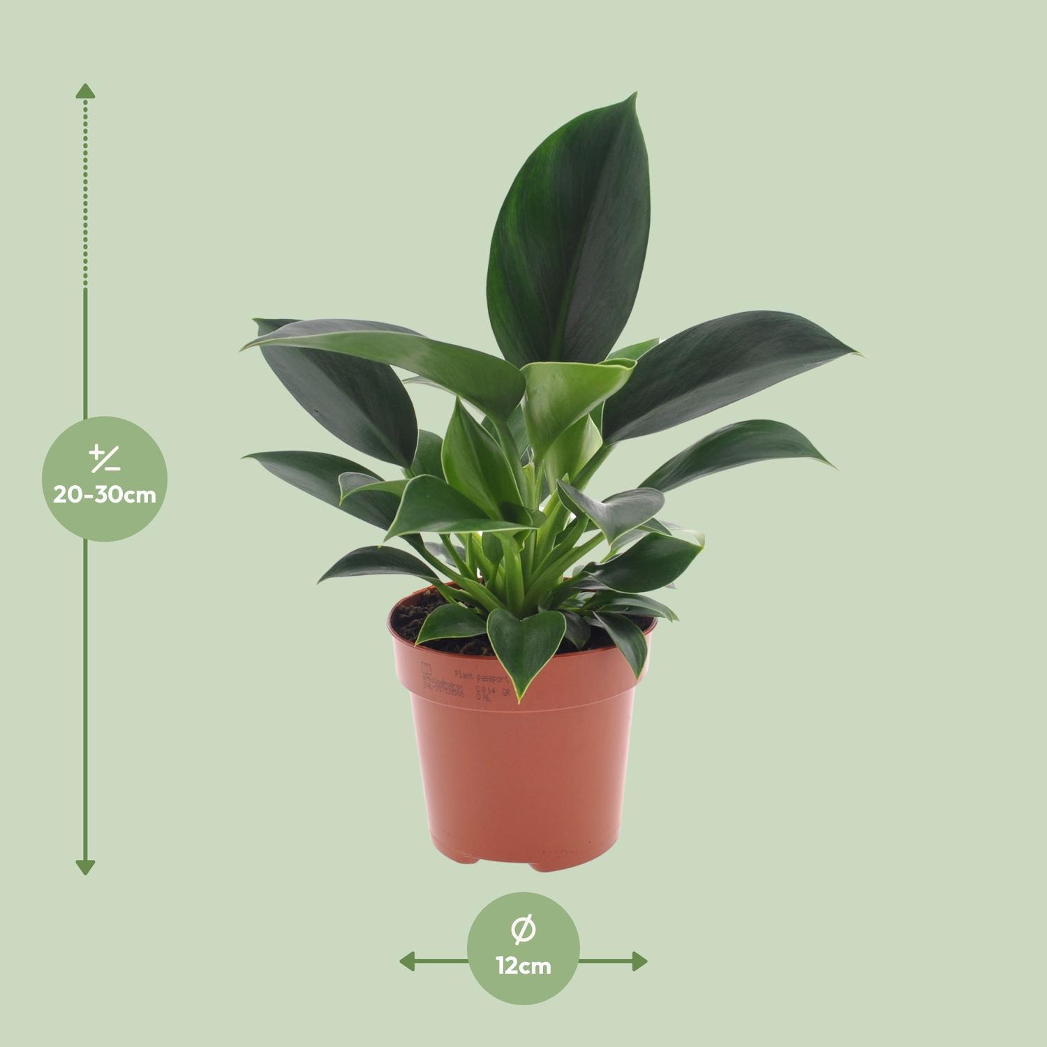 Philodendron Green Princess (11335)