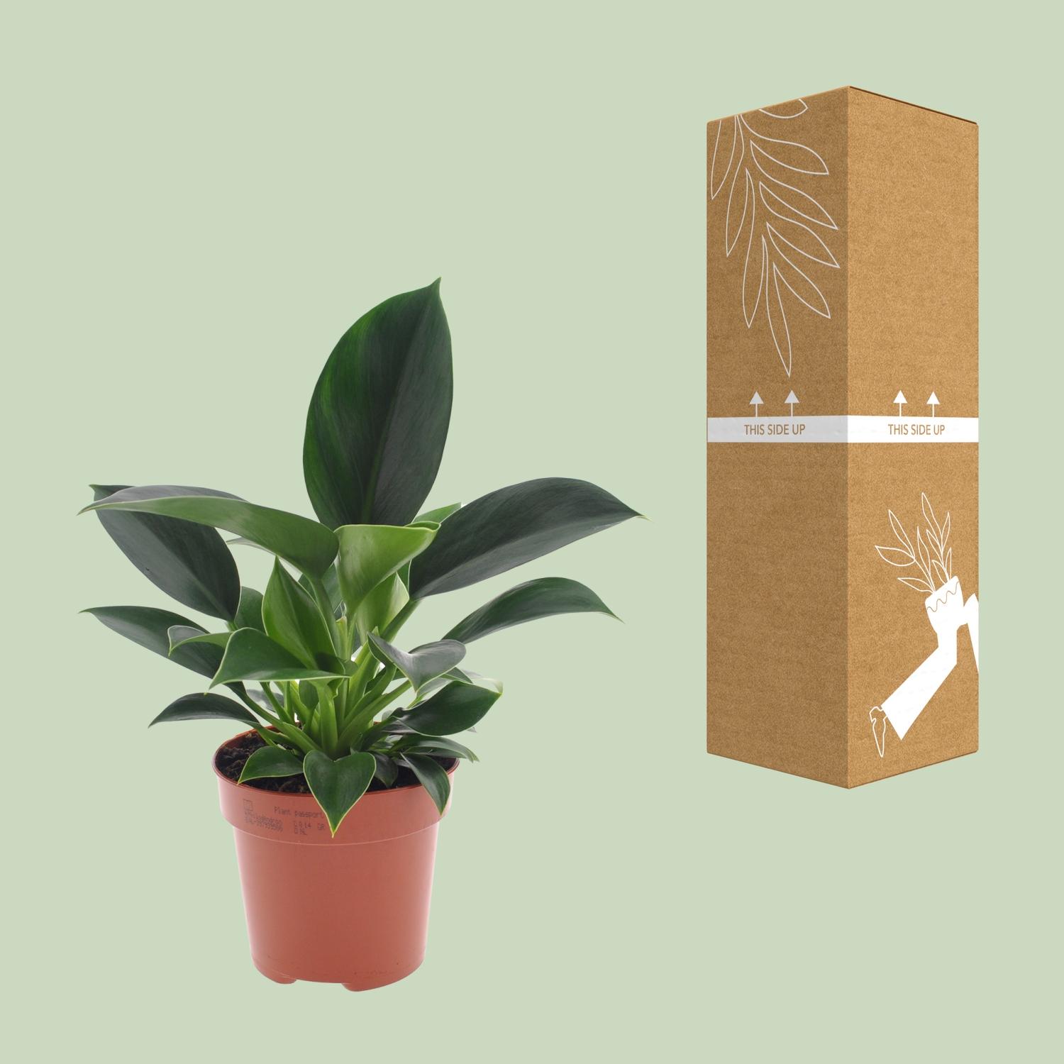 Philodendron Green Princess (11335)