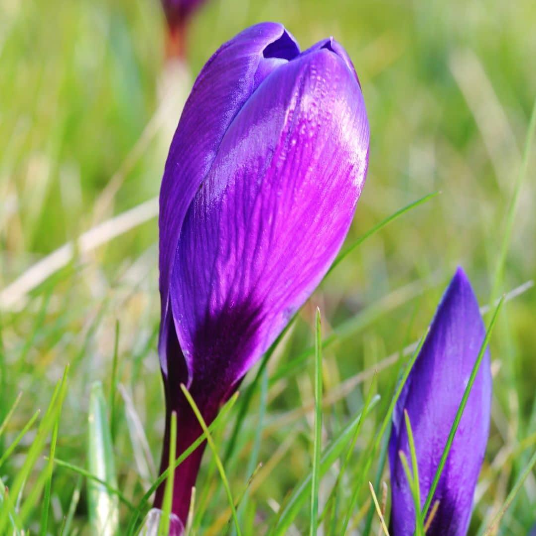 Flowerbulbs amsterdam Flower Record - 20 bloembollen - Maat 8+ (8720938490002)