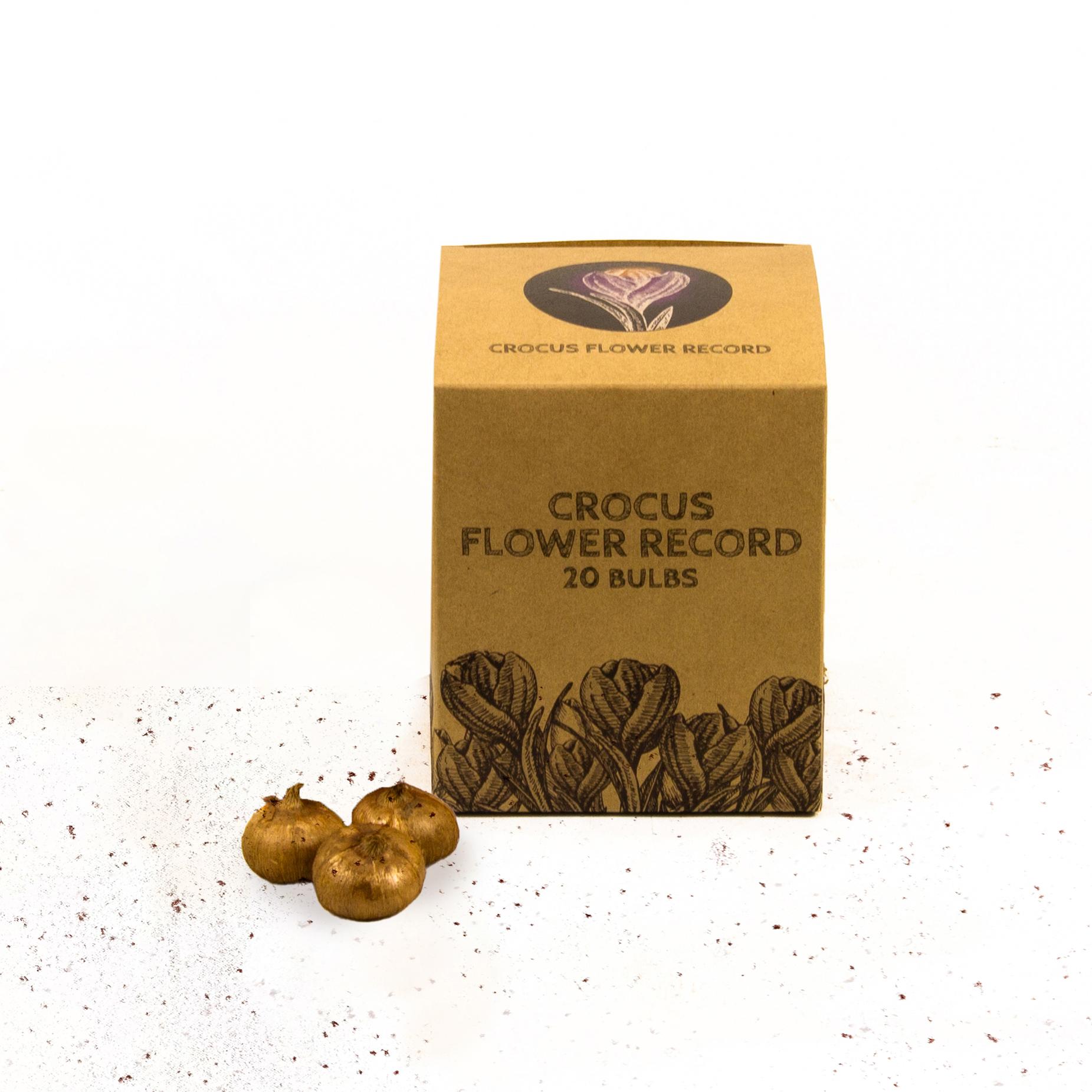 Flowerbulbs amsterdam Flower Record - 20 bloembollen - Maat 8+ (8720938490002)