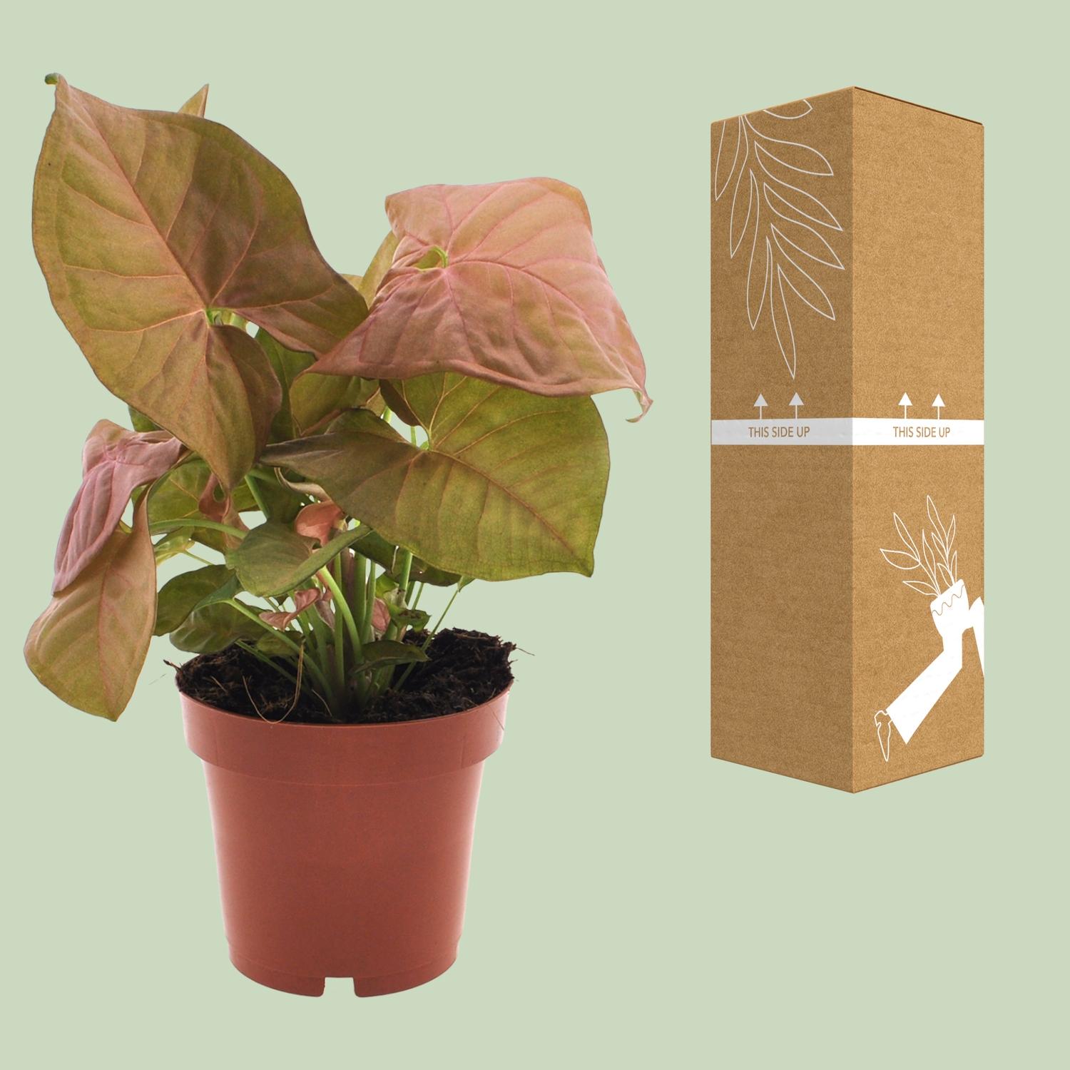 Syngonium Neon (11280)