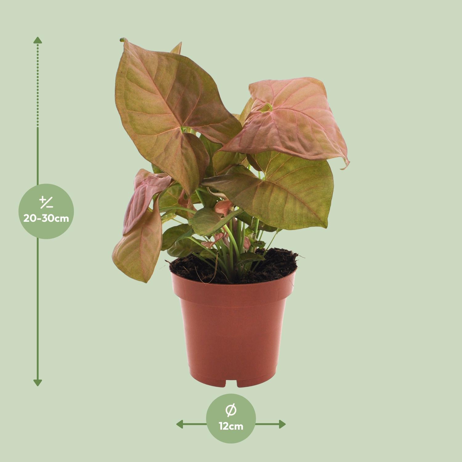 Syngonium Neon (11280)