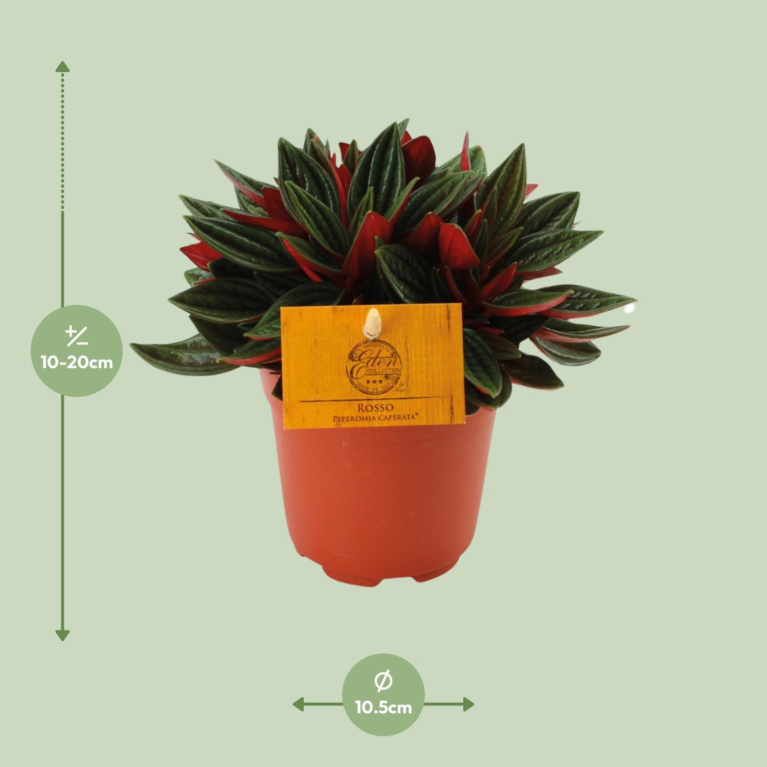 Peperomia Caperata Rosso (16067)