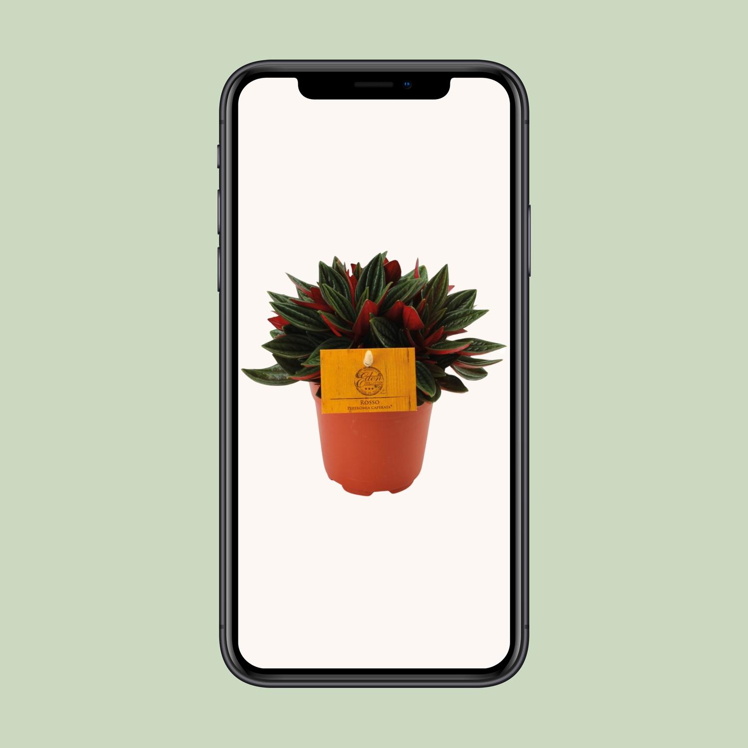 Peperomia Caperata Rosso (16067)