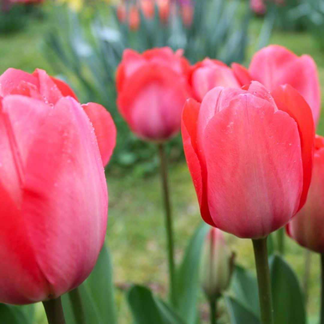Flowerbulbs amsterdam Van Eijk - 15 bloembollen - Maat 12+ (8720938490132)