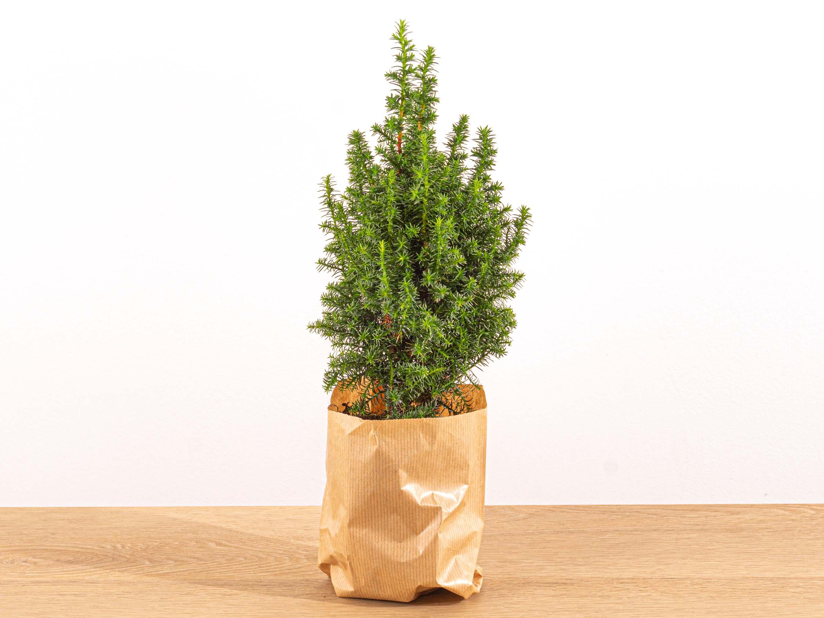 Mini-kerstboom - Chamaecyparis - 25-30 cm hoog + Verlichting (8720872023014)