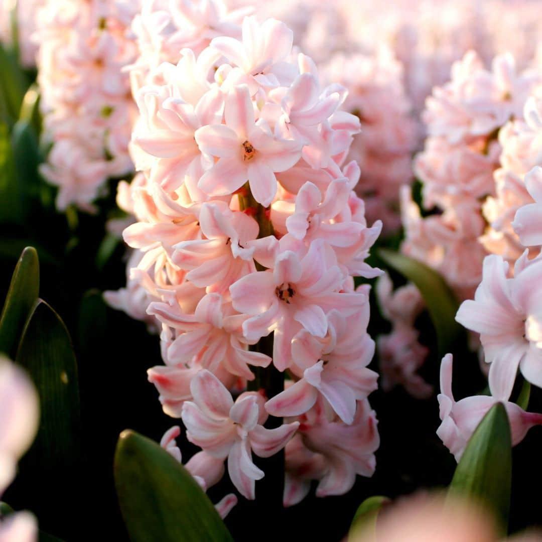 Flowerbulbs amsterdam China Pink- 10 bloembollen - Maat 14/15 (8720938490040)