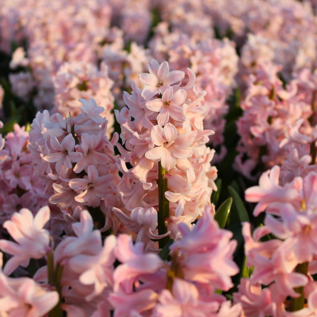 Flowerbulbs amsterdam China Pink- 10 bloembollen - Maat 14/15 (8720938490040)