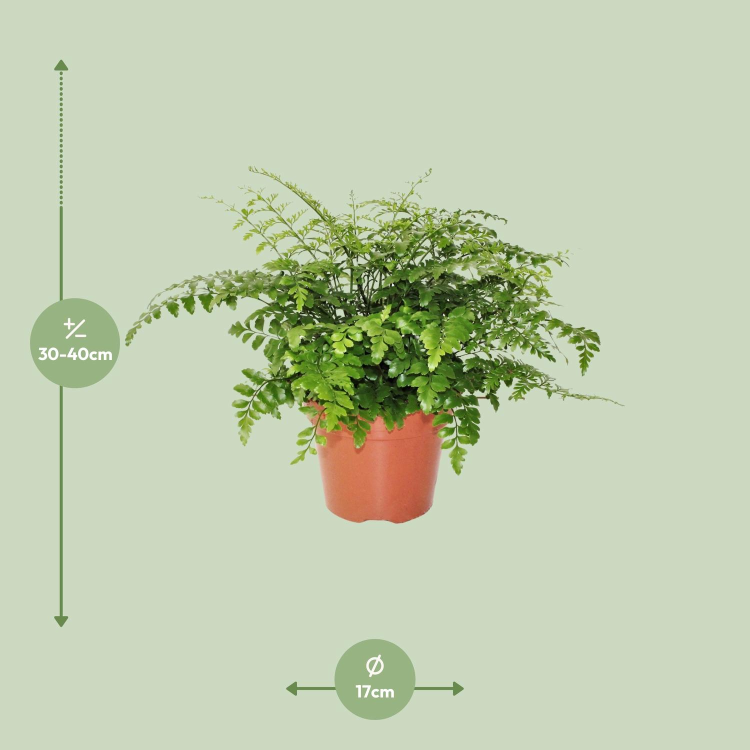 Asplenium Parvati (8720634284189)