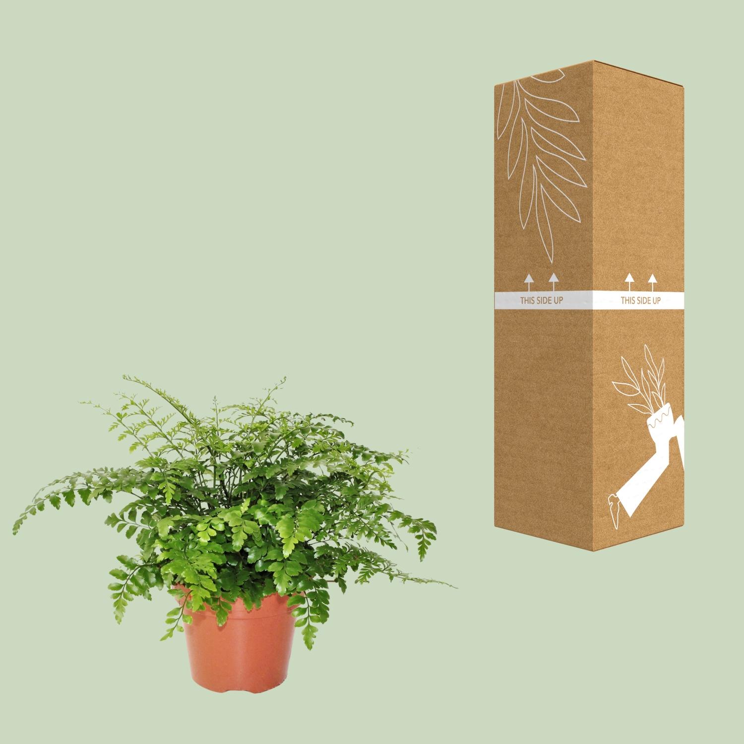 Asplenium Parvati (8720634284189)
