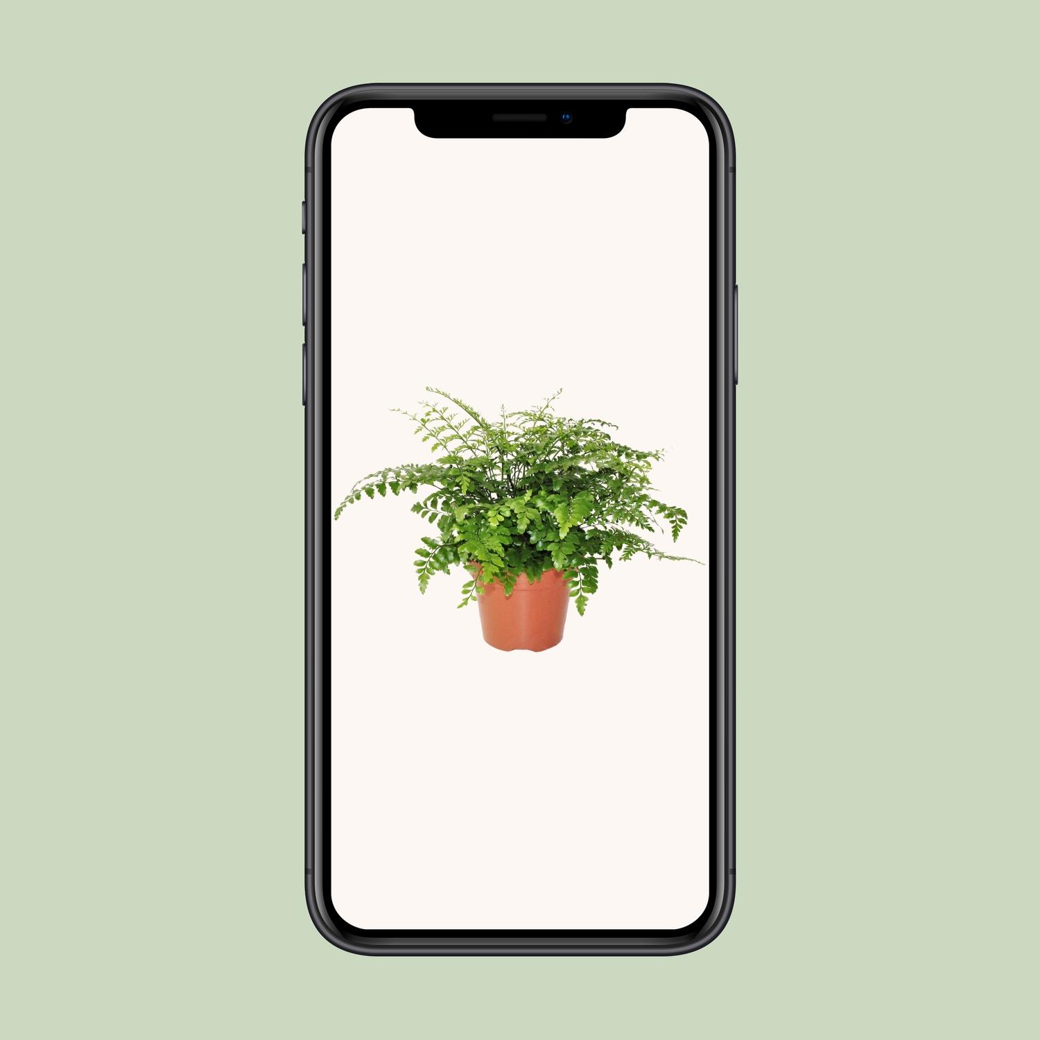 Asplenium Parvati (8720634284189)