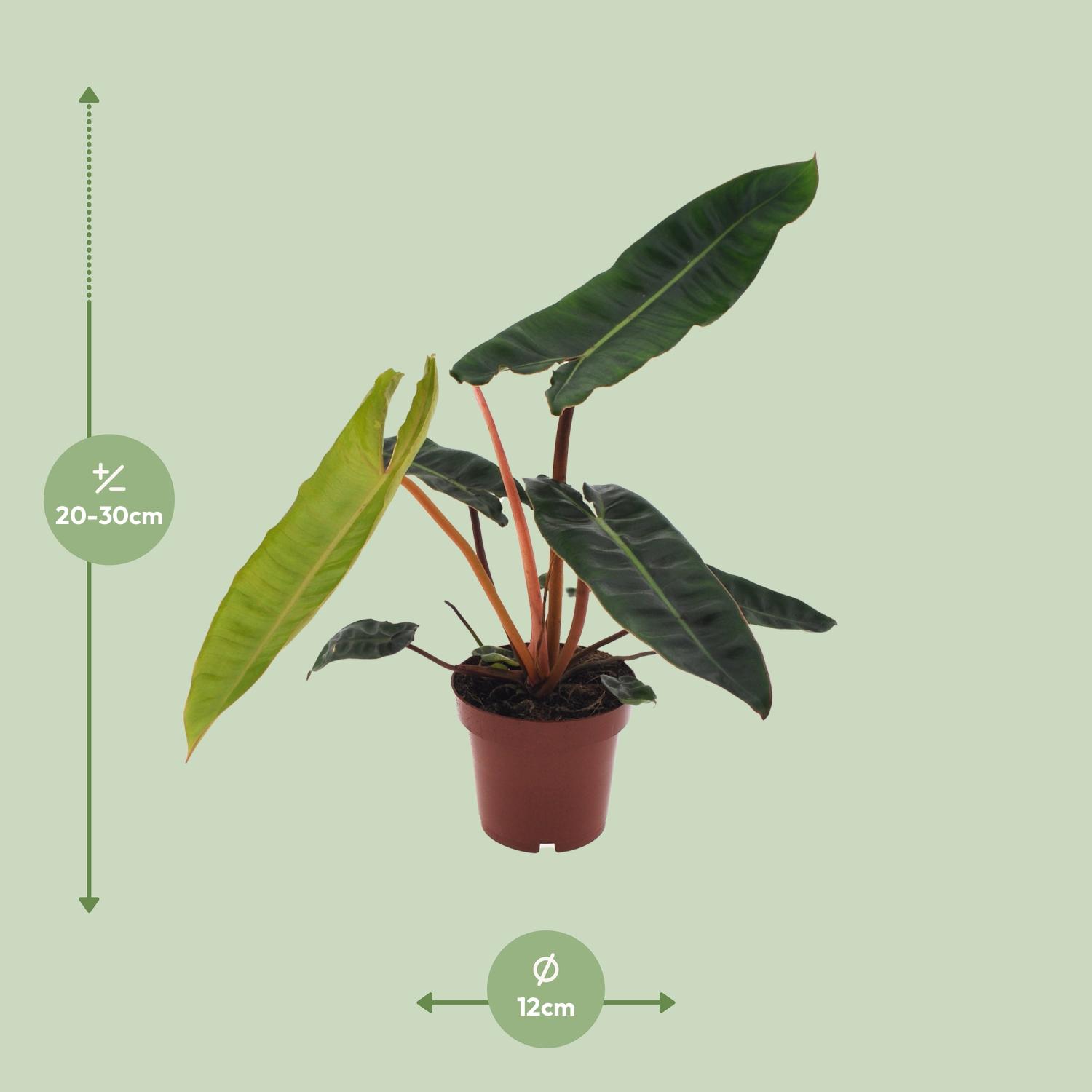 Philodendron Billietiae (11147)