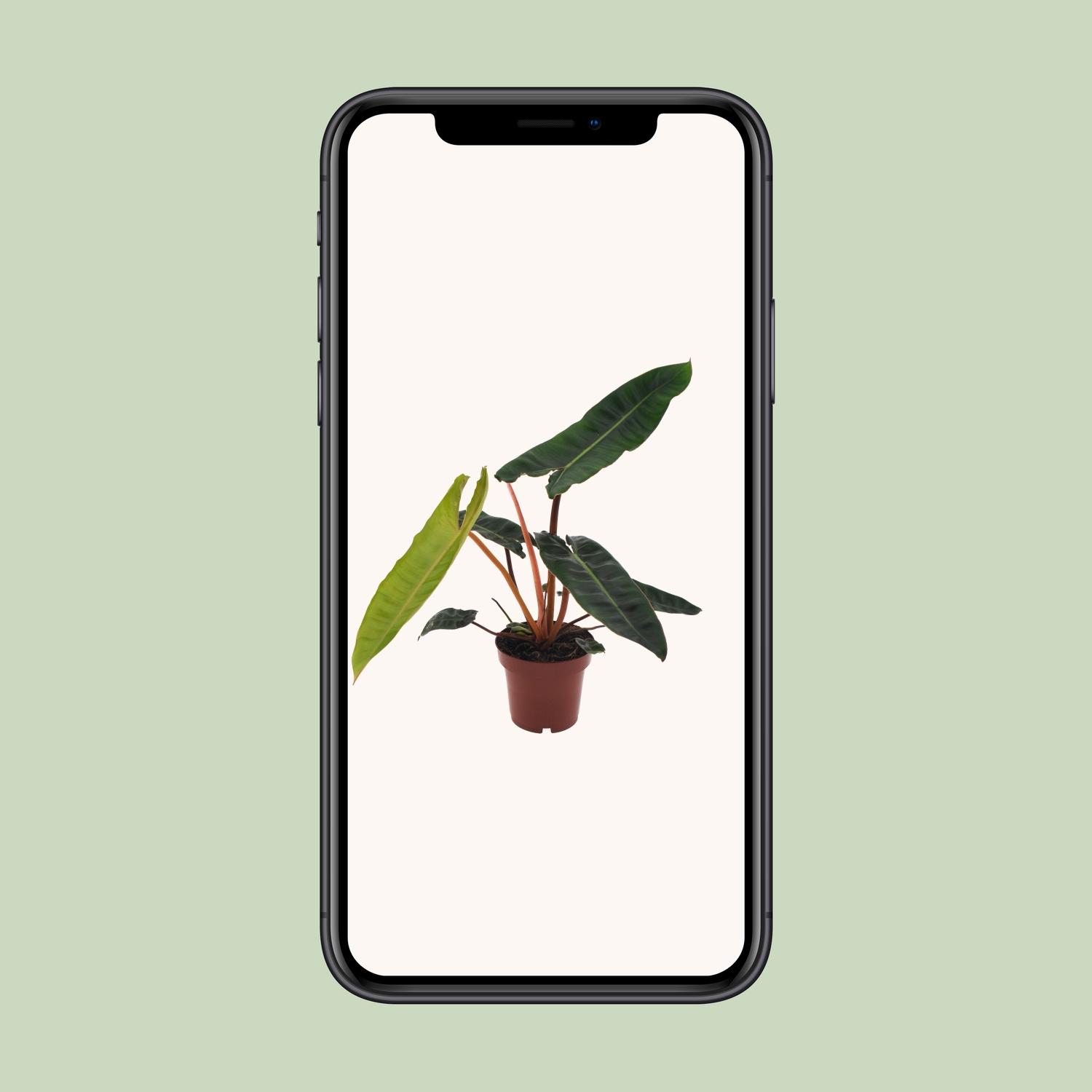 Philodendron Billietiae (11147)