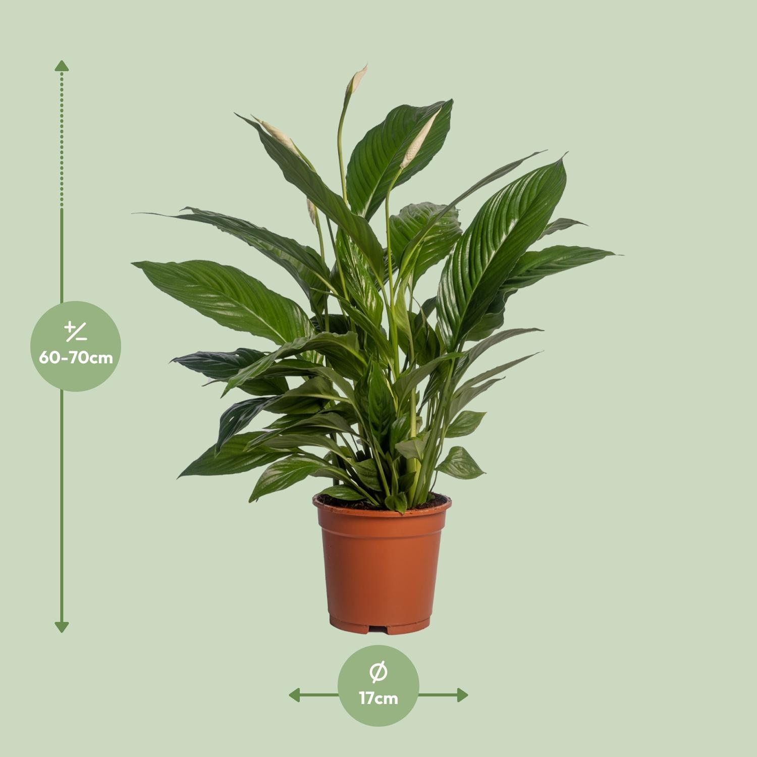Spathiphyllum Vivaldi (12232)