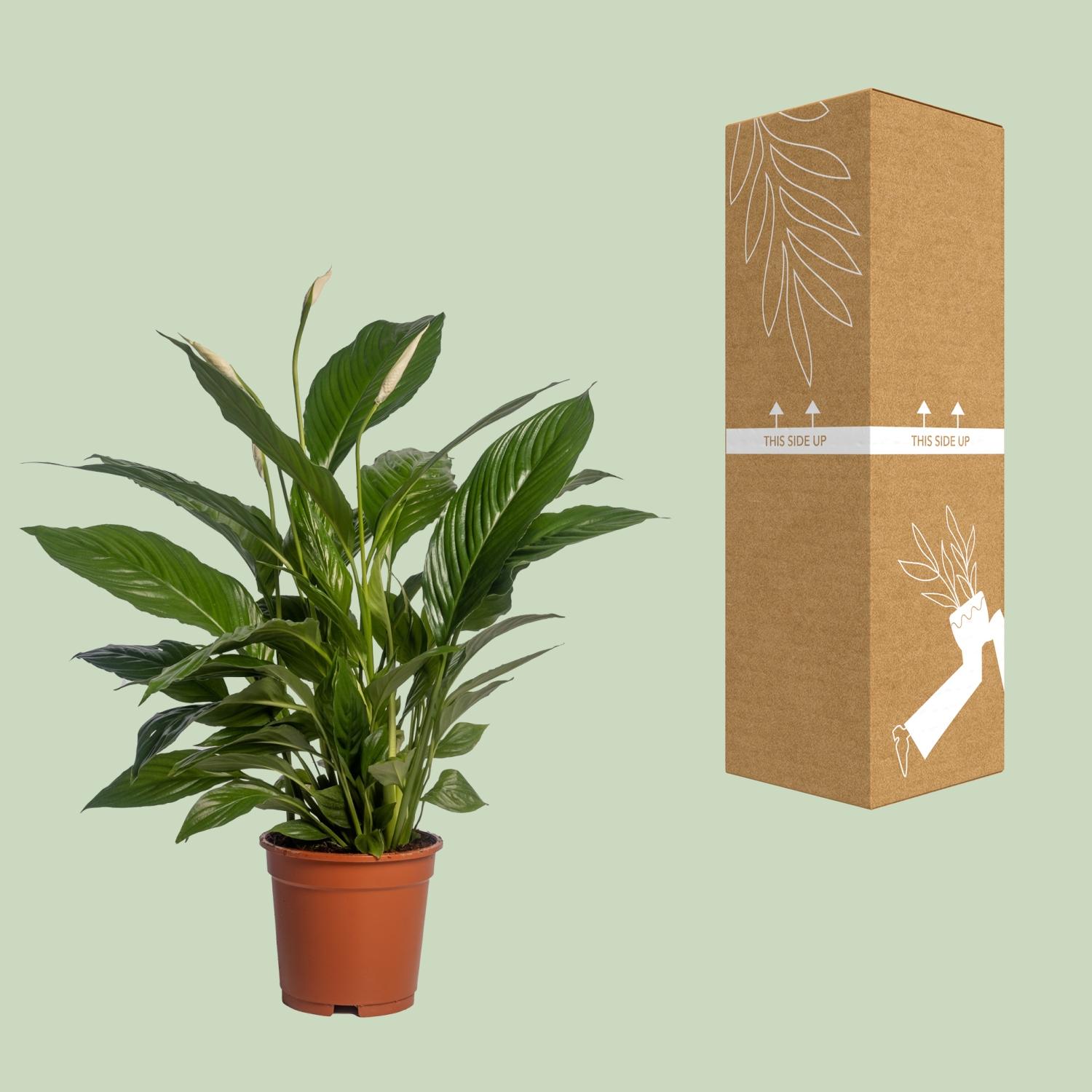 Spathiphyllum Vivaldi (12232)