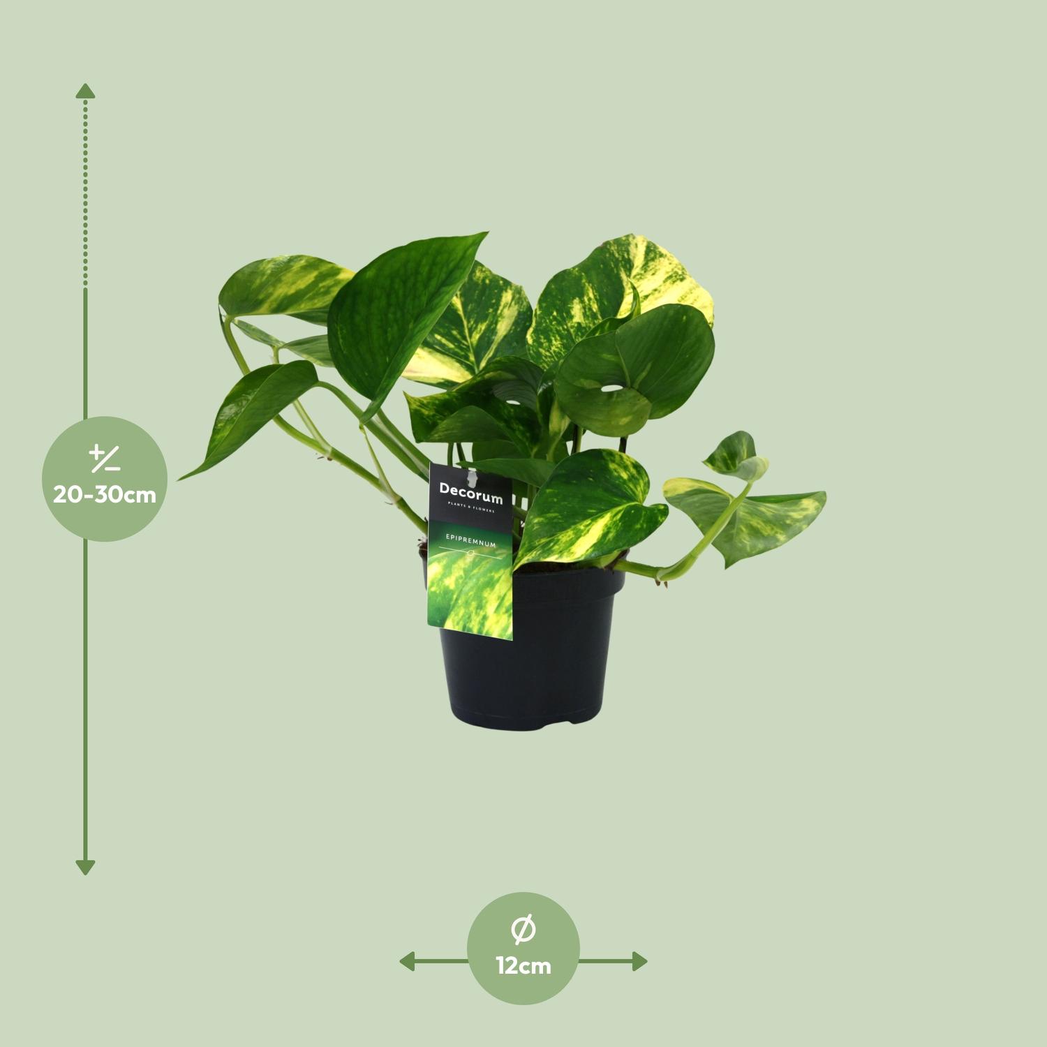 PROMO - Scindapsus (Epipremnum) Aureum (12448)