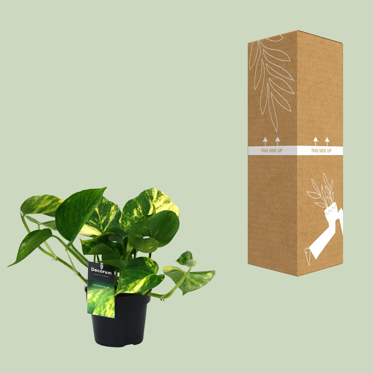 PROMO - Scindapsus (Epipremnum) Aureum (12448)