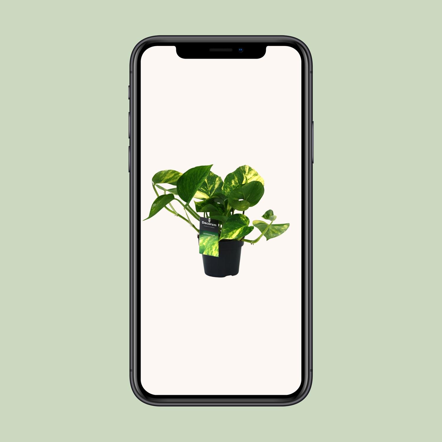 PROMO - Scindapsus (Epipremnum) Aureum (12448)