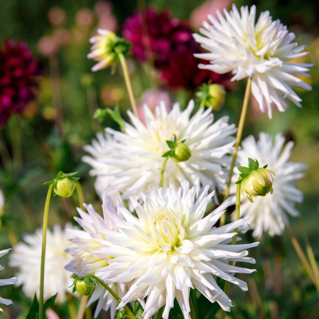 Flowerbulbs amsterdam Mix Orange Pride, Dahlia Playa Blanca & Dahlia Ralphie, 2 stuks (8720938490484)