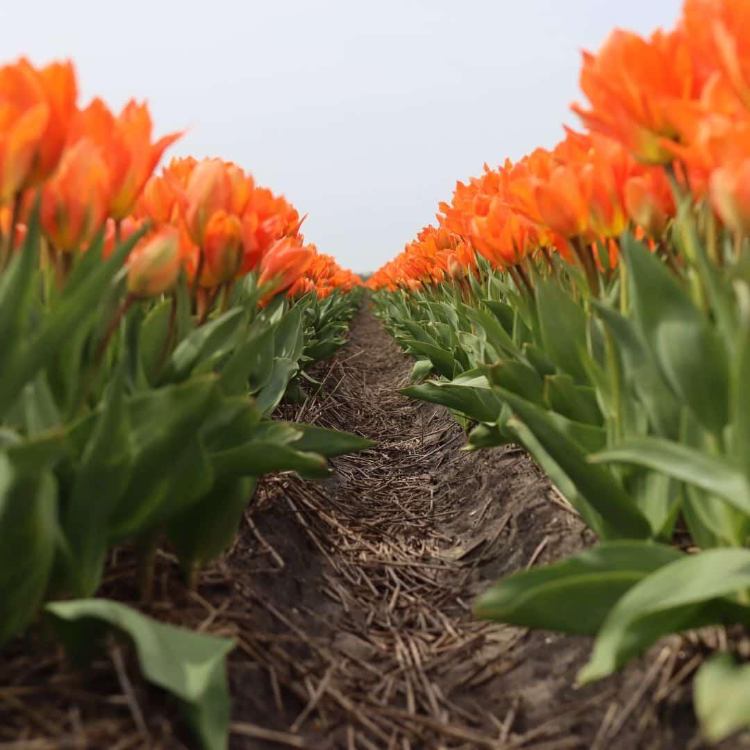 Flowerbulbs amsterdam Orange Emperor - 15 bloembollen - Maat 12+ (8720938490149)