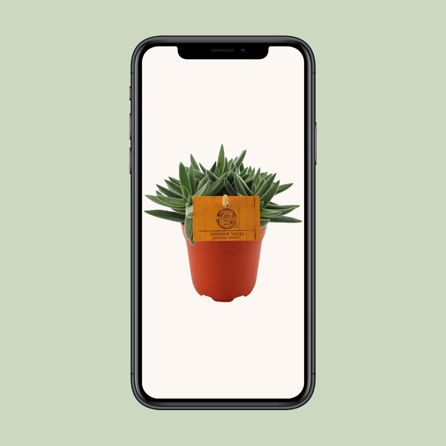 Crassula Tenelli (16079)