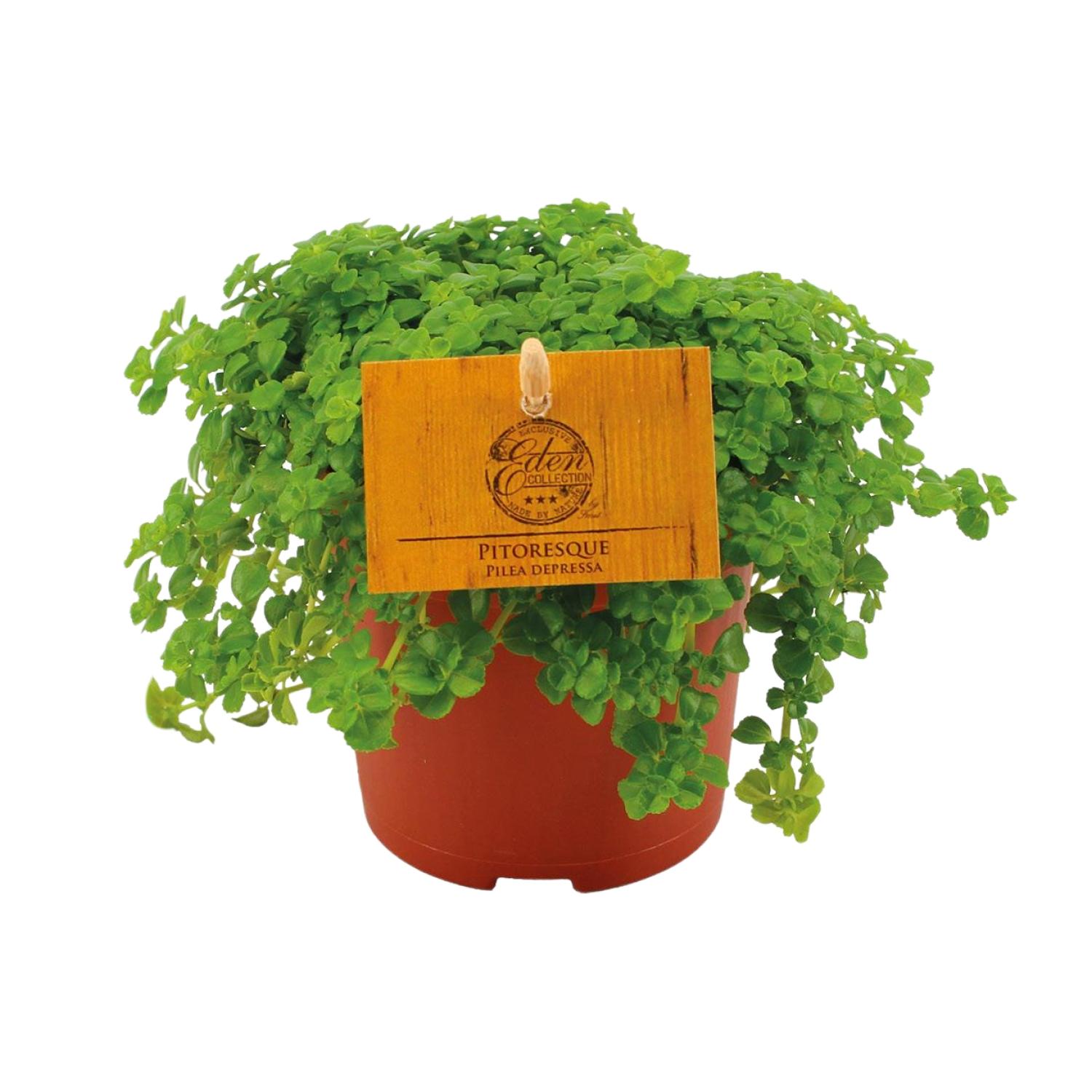 Pilea Depressa (30289)