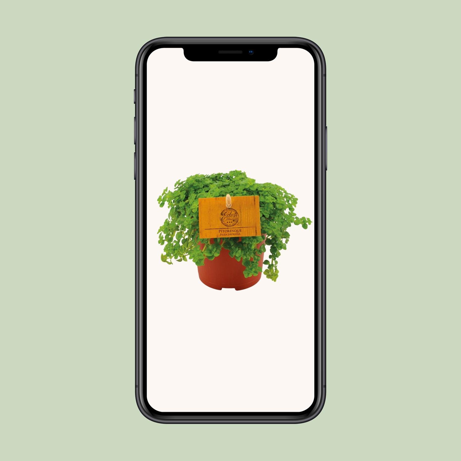 Pilea Depressa (30289)