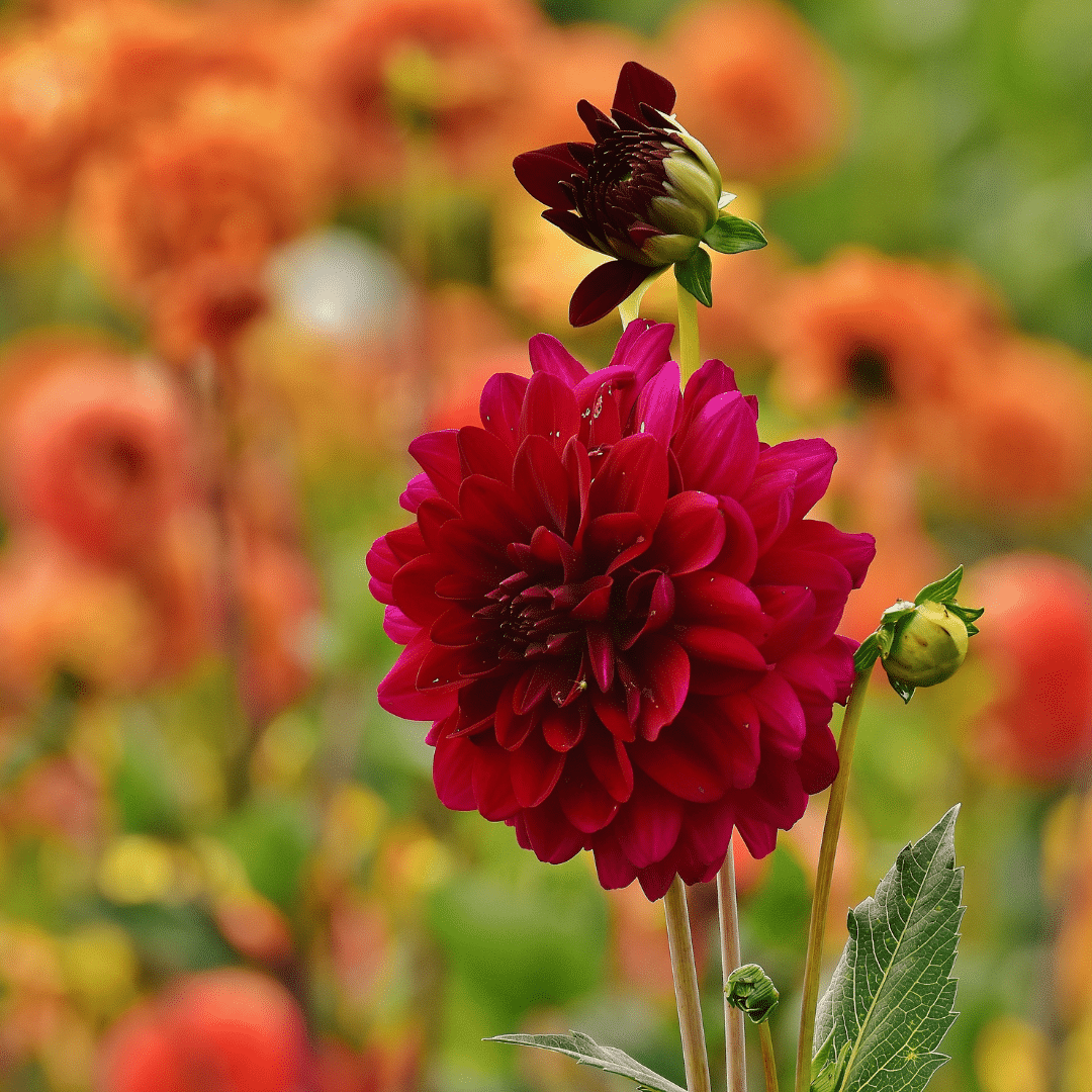 Flowerbulbs amsterdam Dahlia Heatwave, Grote Dieprode Bloemen (8720938490415)