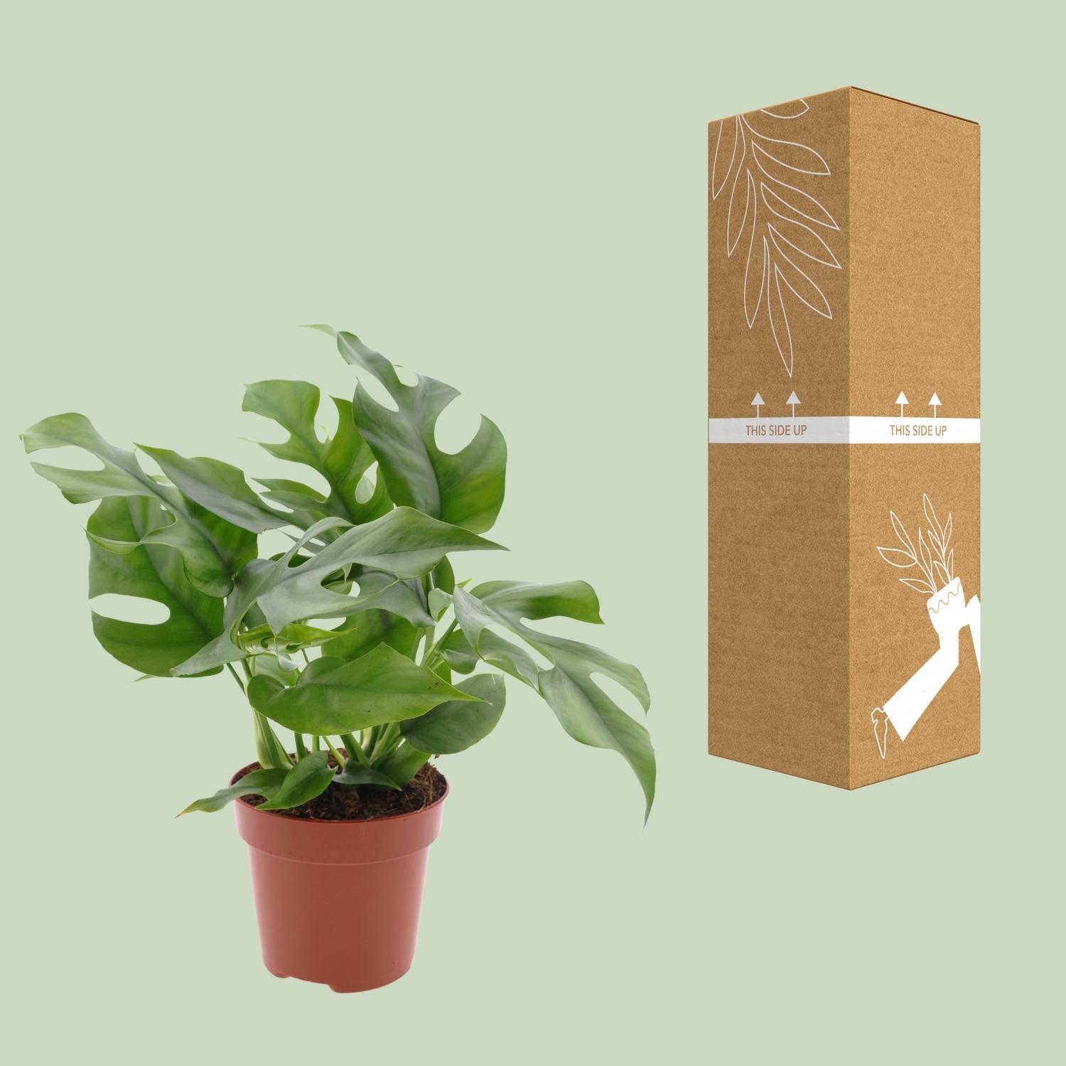 Monstera Minima (18272)