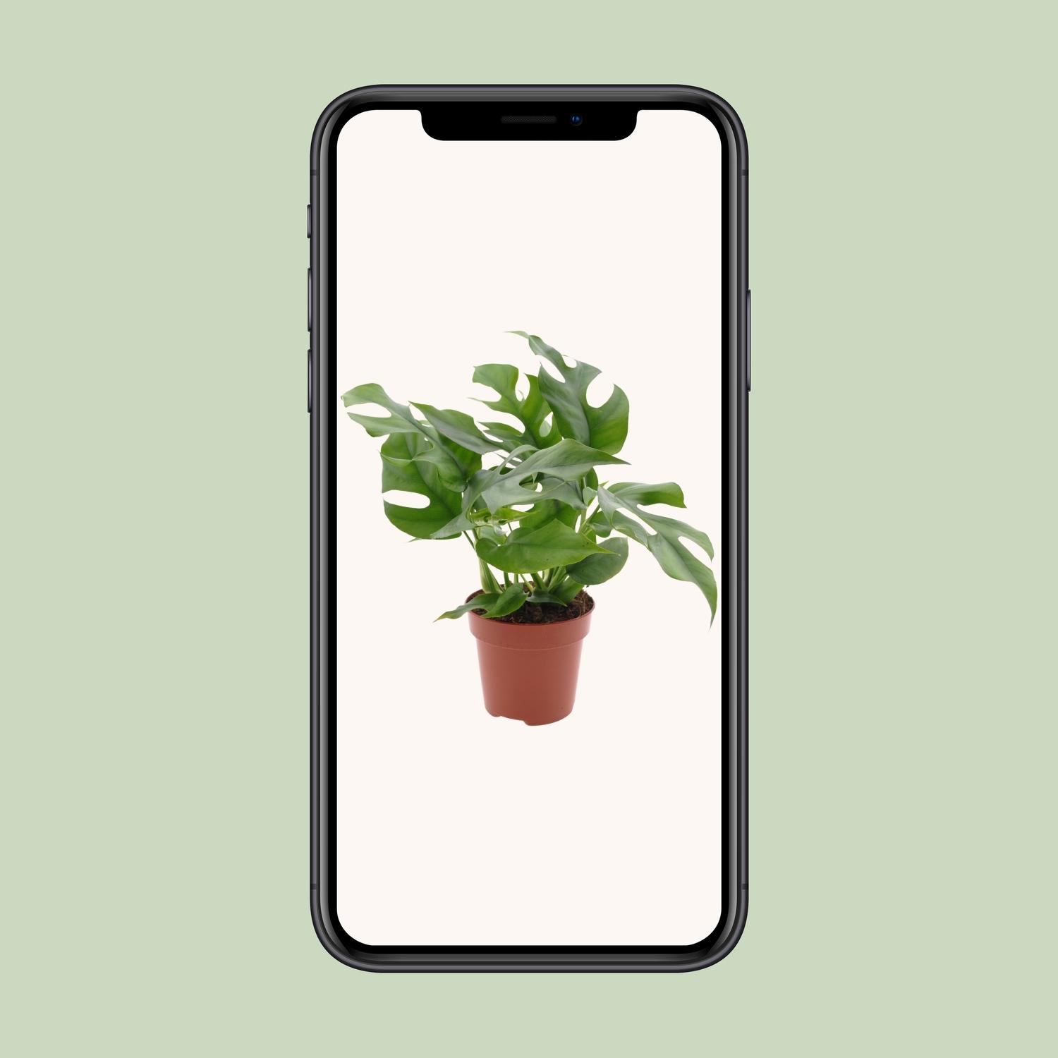 Monstera Minima (18272)