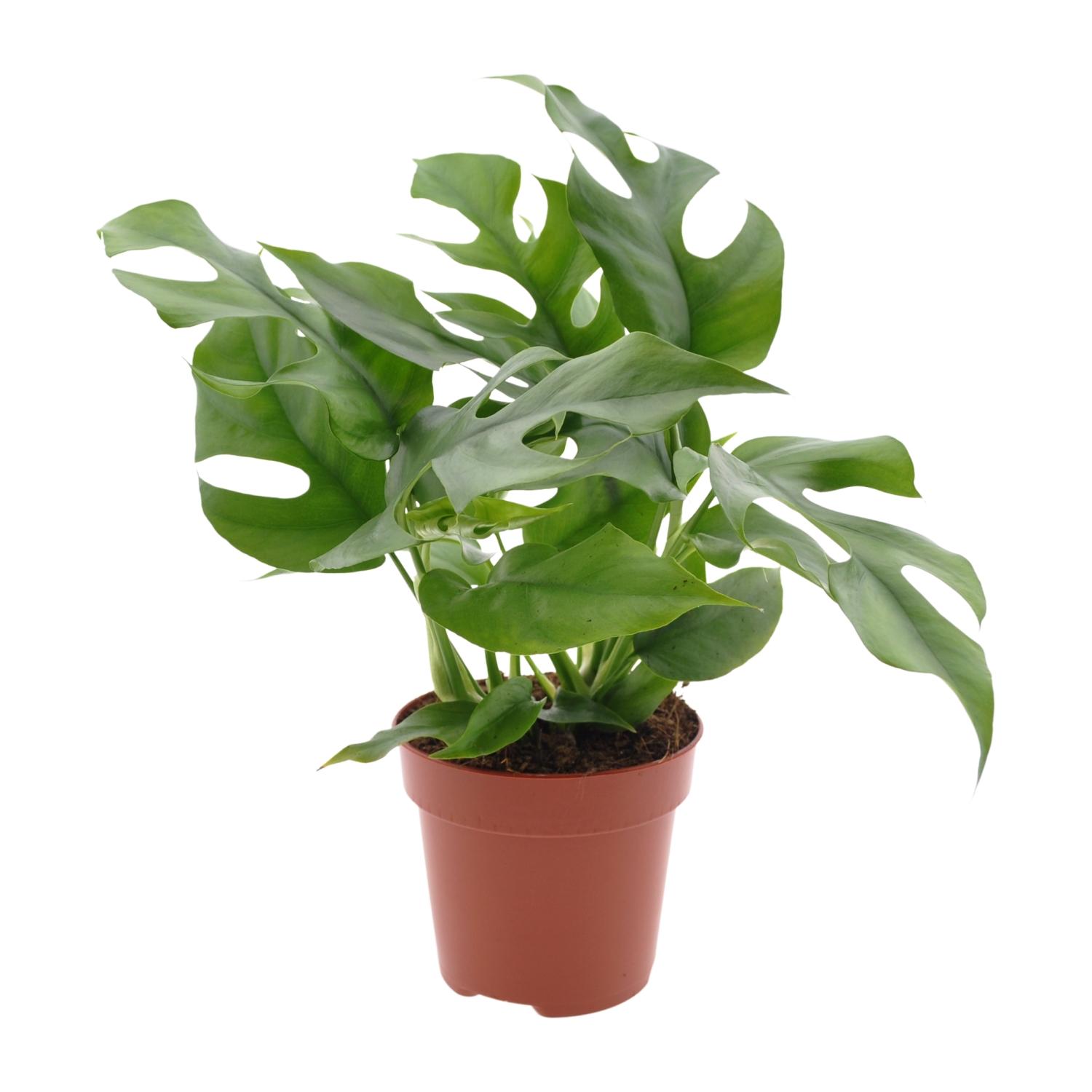 Monstera Minima (18272)
