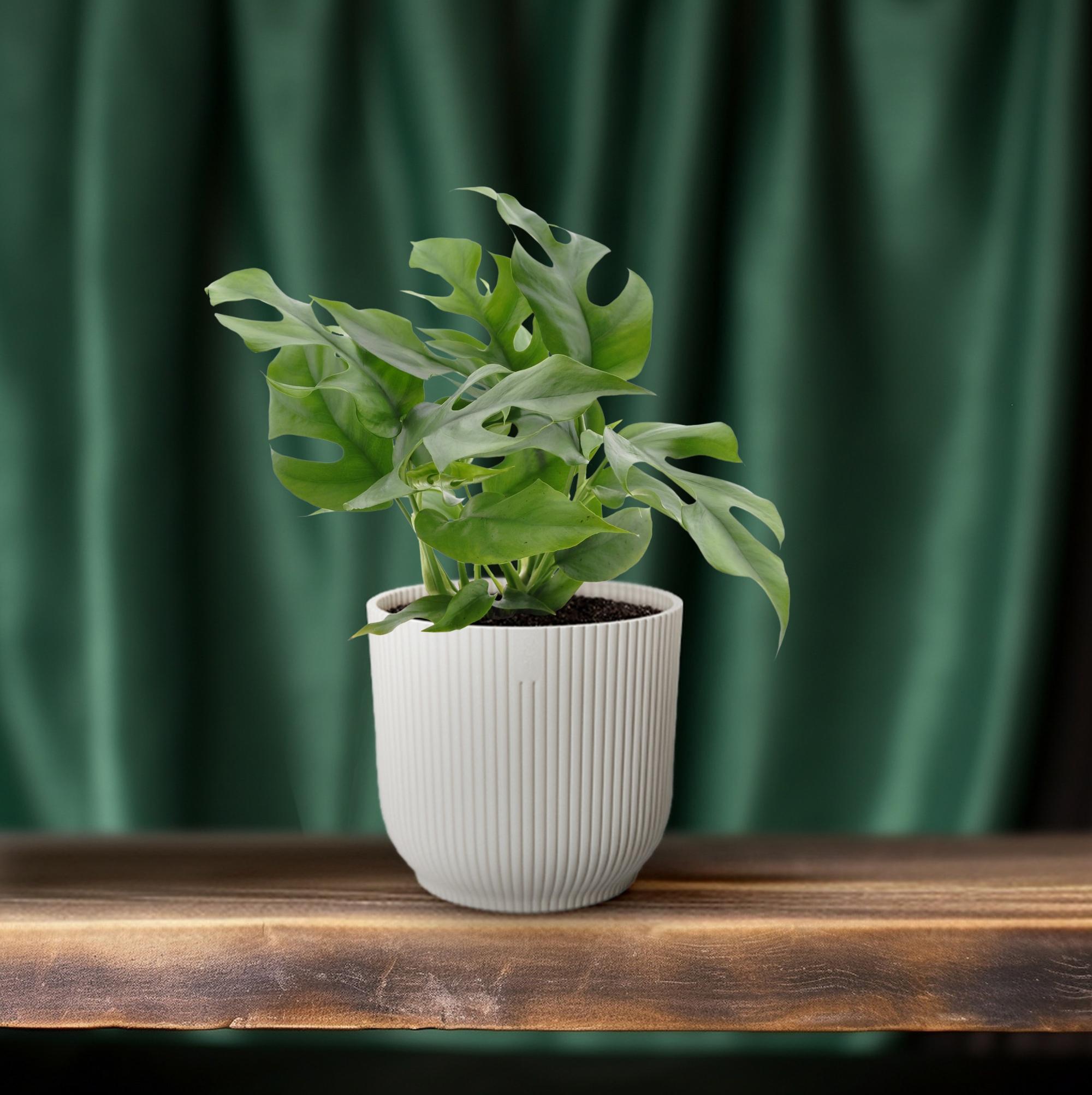 Monstera Minima (18272)