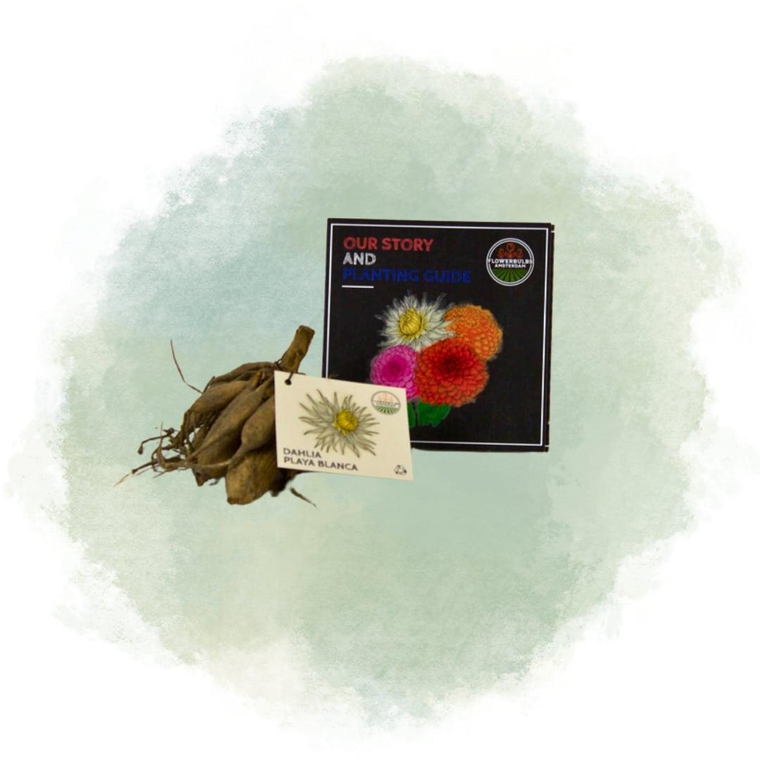 Flowerbulbs amsterdam Dahlia Playa Blanca, Cactusvormige Bloemen (8720938490408)