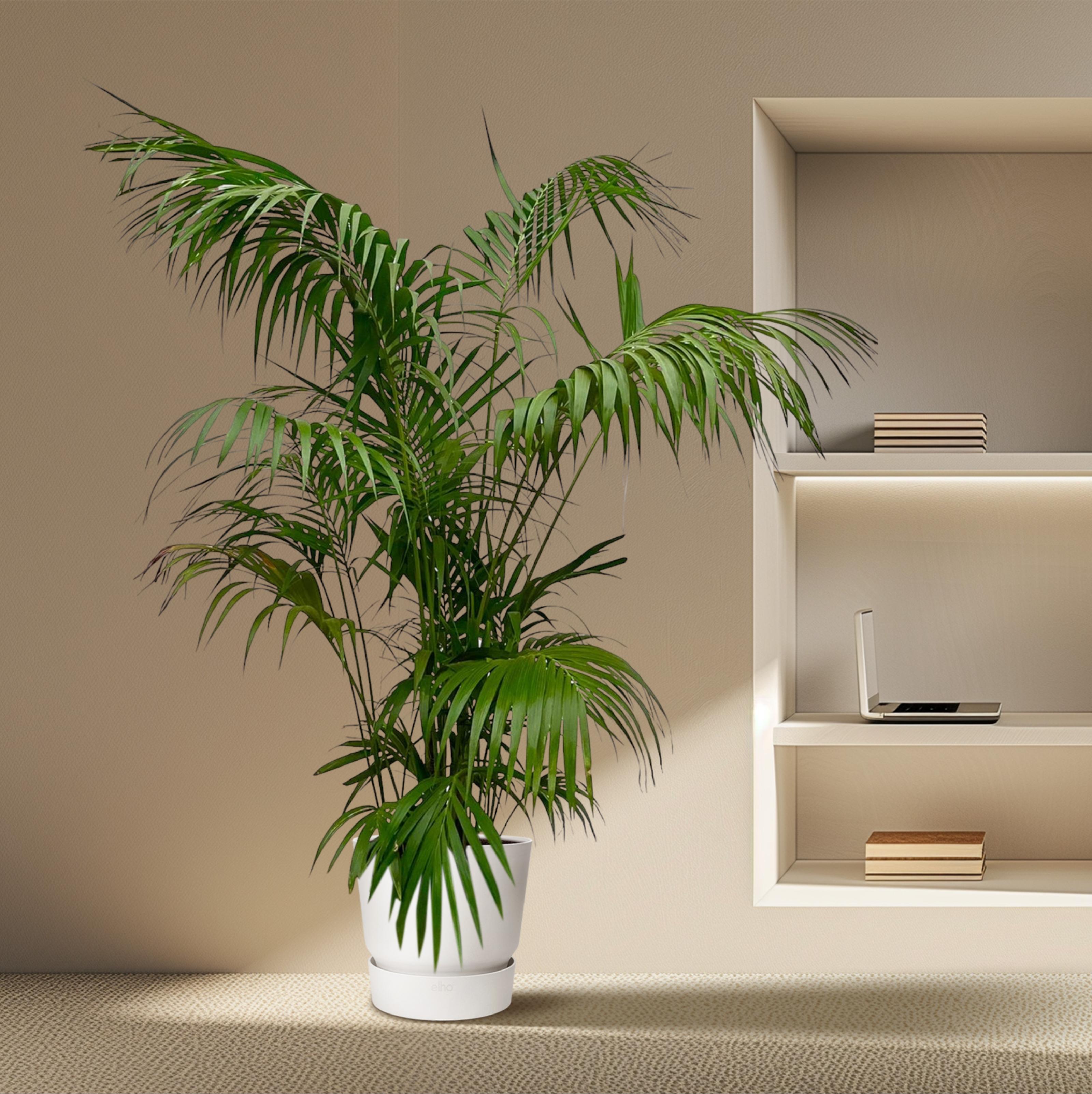Kentia Palm XXL - 260cm - ø35 (8721055693604)