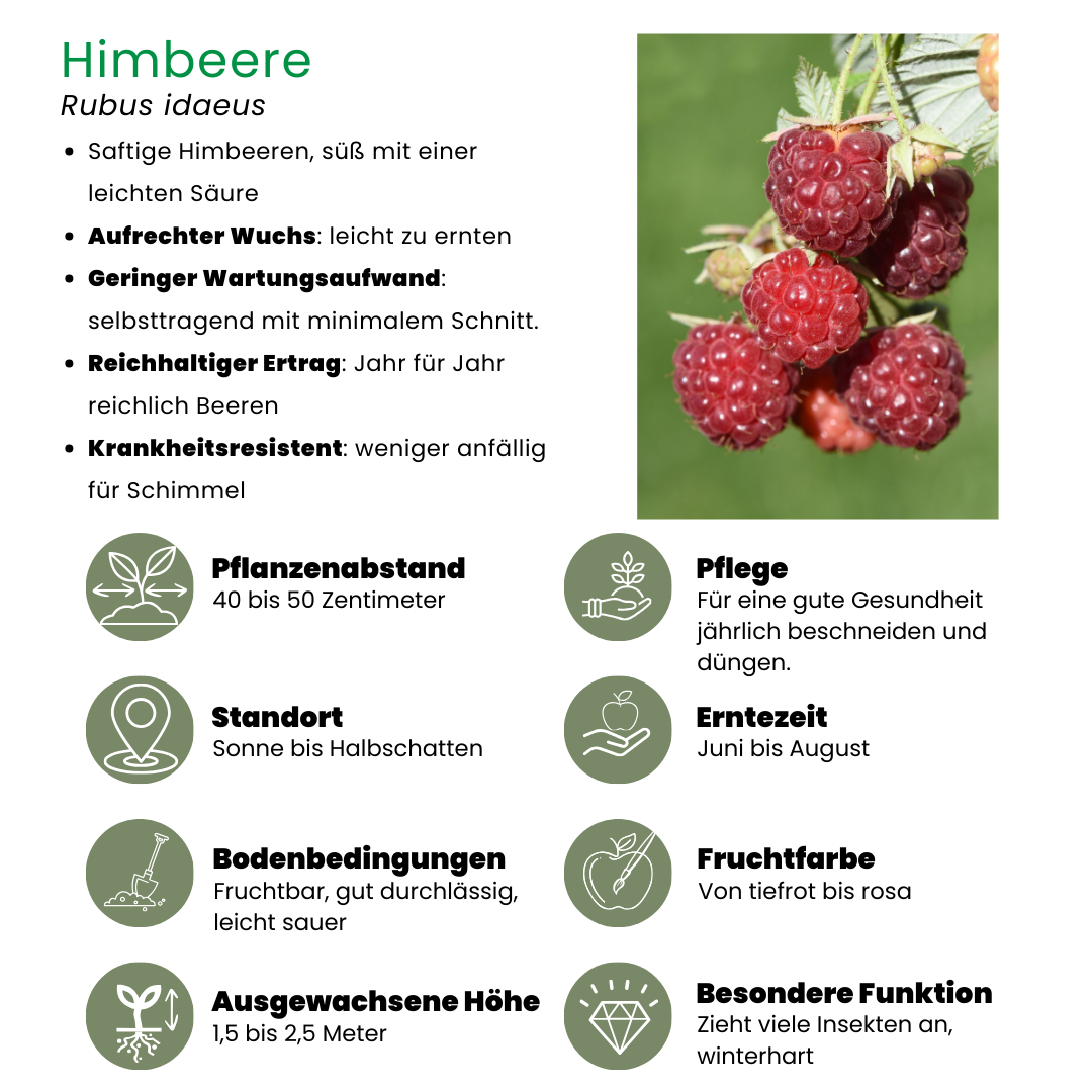Plants by frank 6 x biologische frambozenplanten - Ø 13 cm - ↨ 20 cm (8721001421145)