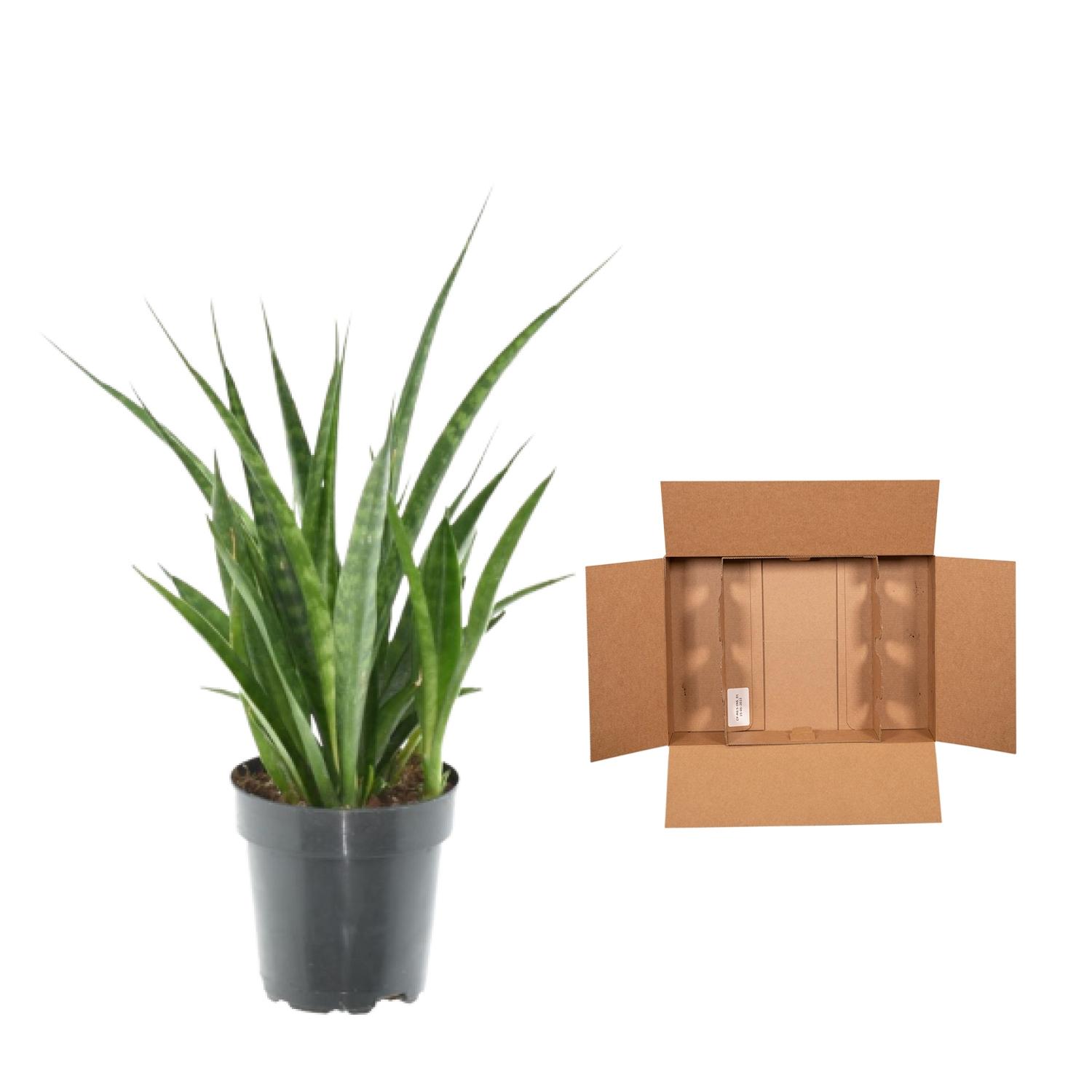 3x Sansevieria Kirkii - 38 cm - ø12 (8721081685260)