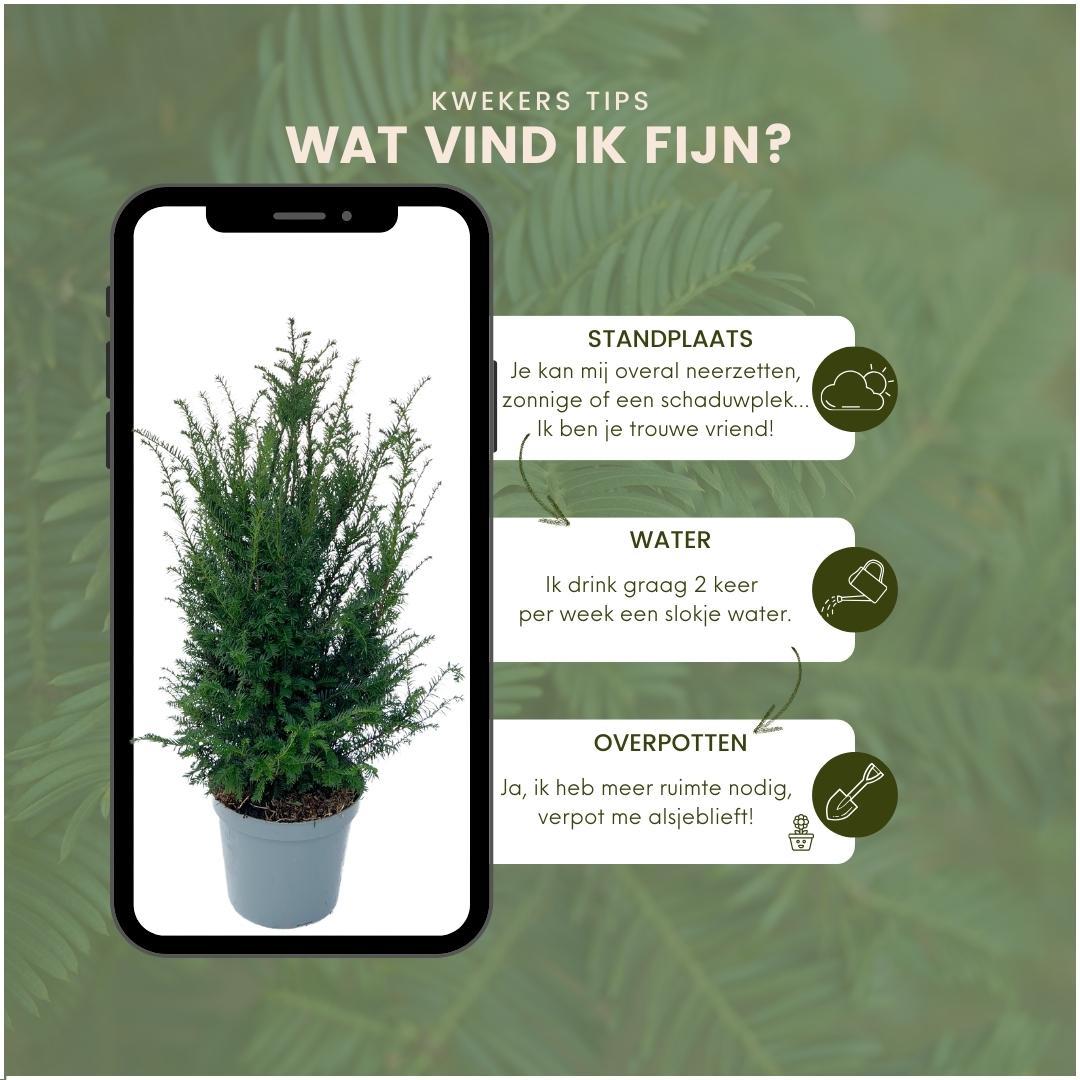Plants by frank Grote taxus planten voor 10 strekkende meter haag | - 12L - 25 x | ↨ 80-100 cm (8721001420933)
