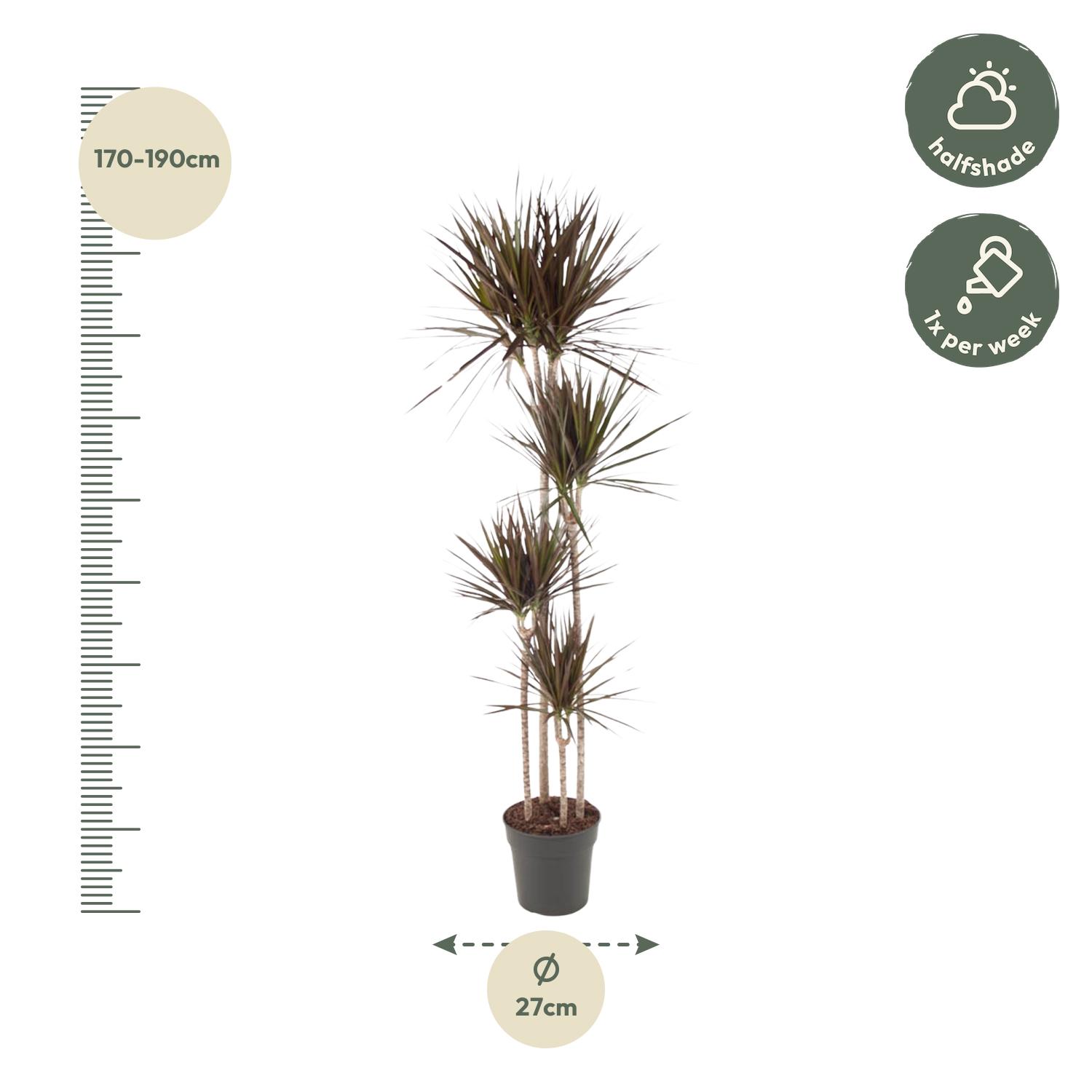 Dracaena Magenta - 180 cm - ø27 (8721055692553)