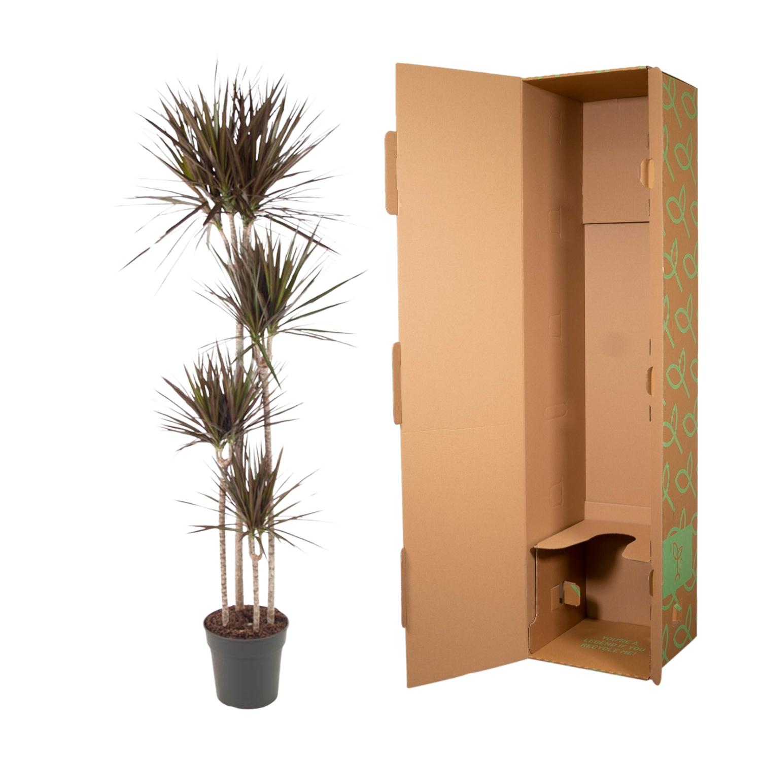 Dracaena Magenta - 180 cm - ø27 (8721055692553)